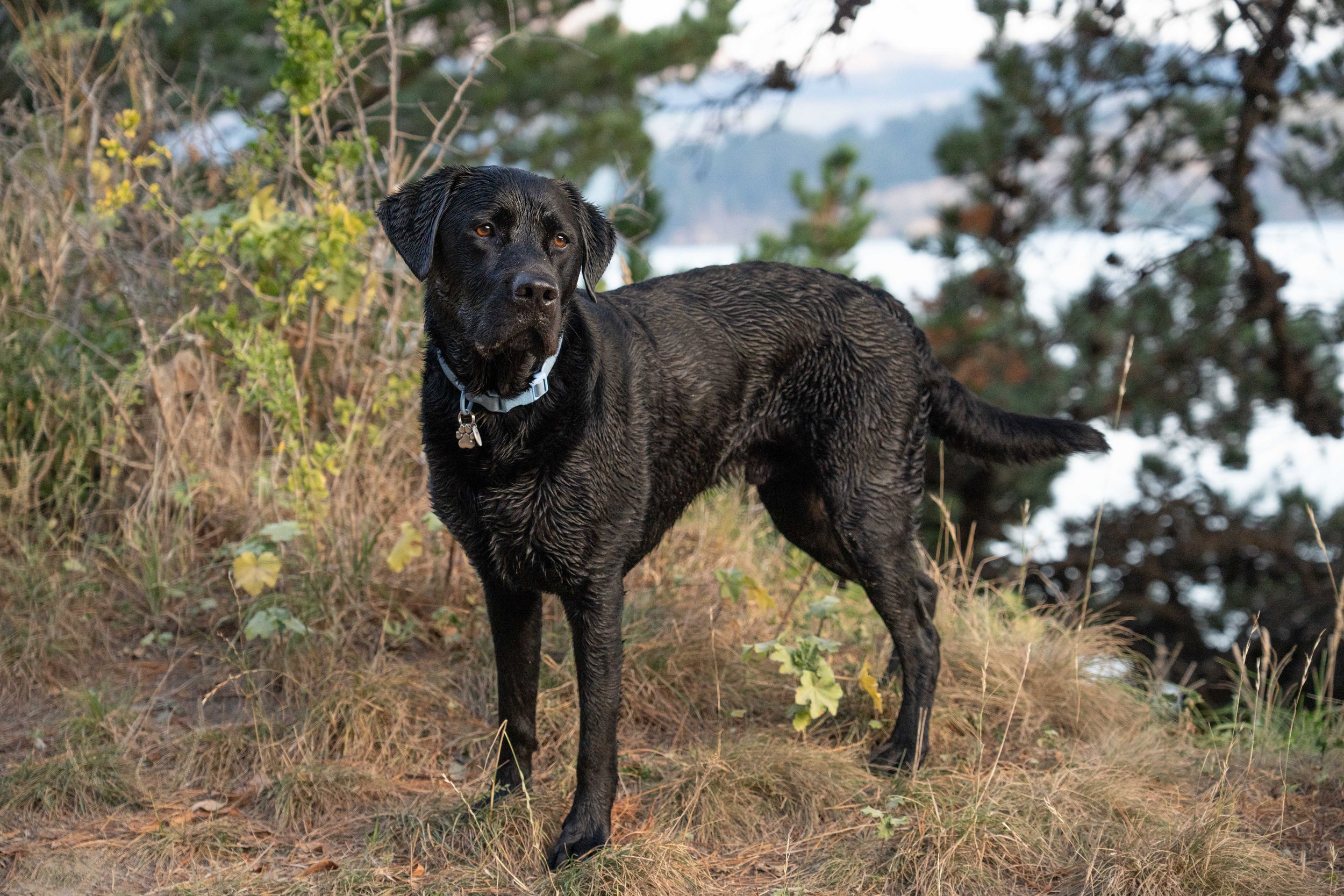 Koda