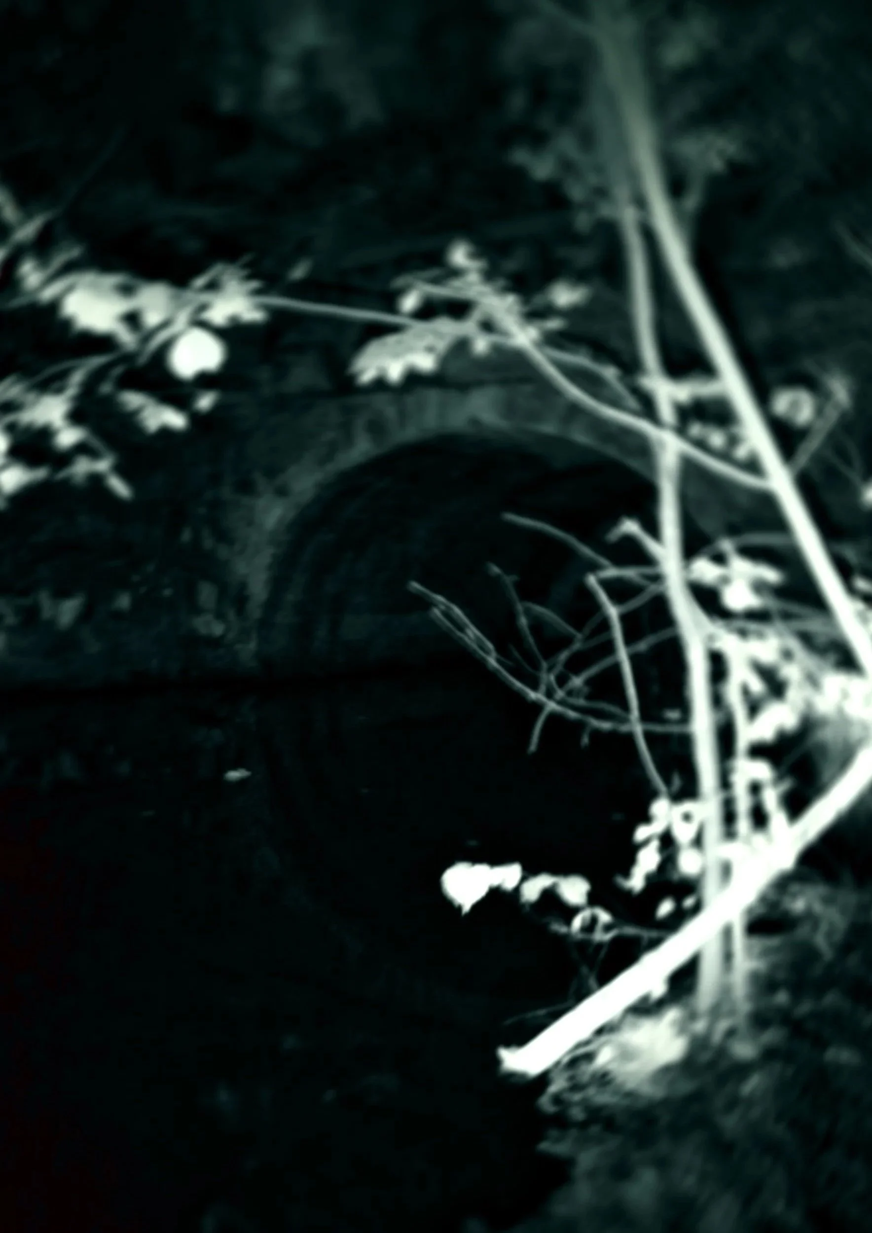 Creatures of the Lake #5