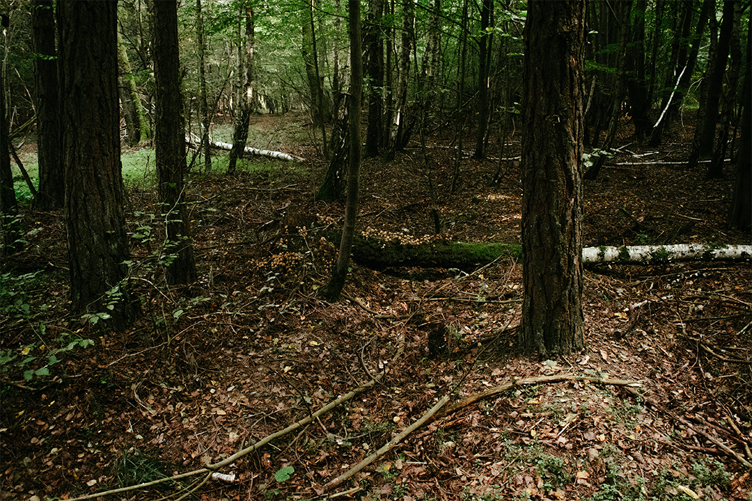 1080p_DSC0037.png