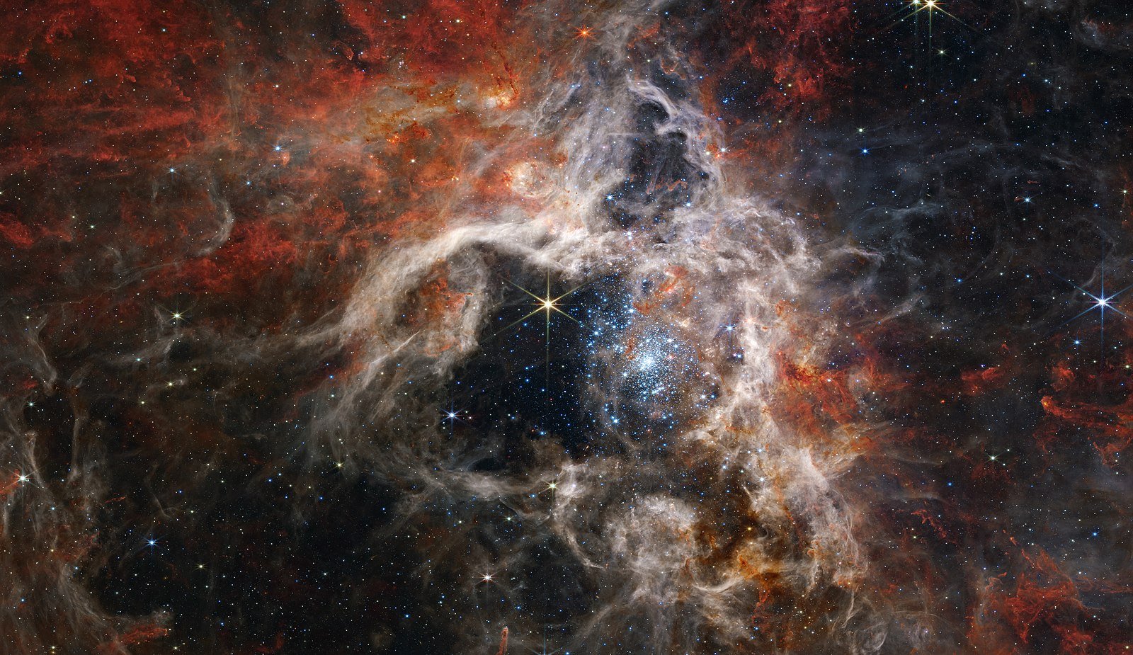 tarentula.jpg