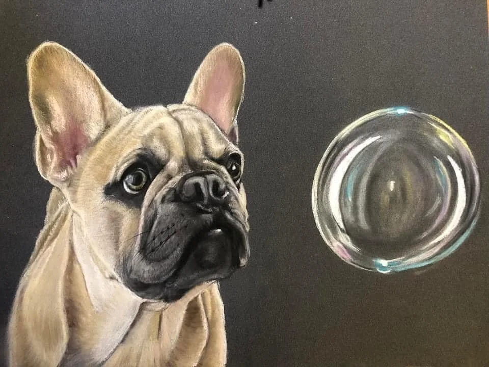 French Bull Dog
