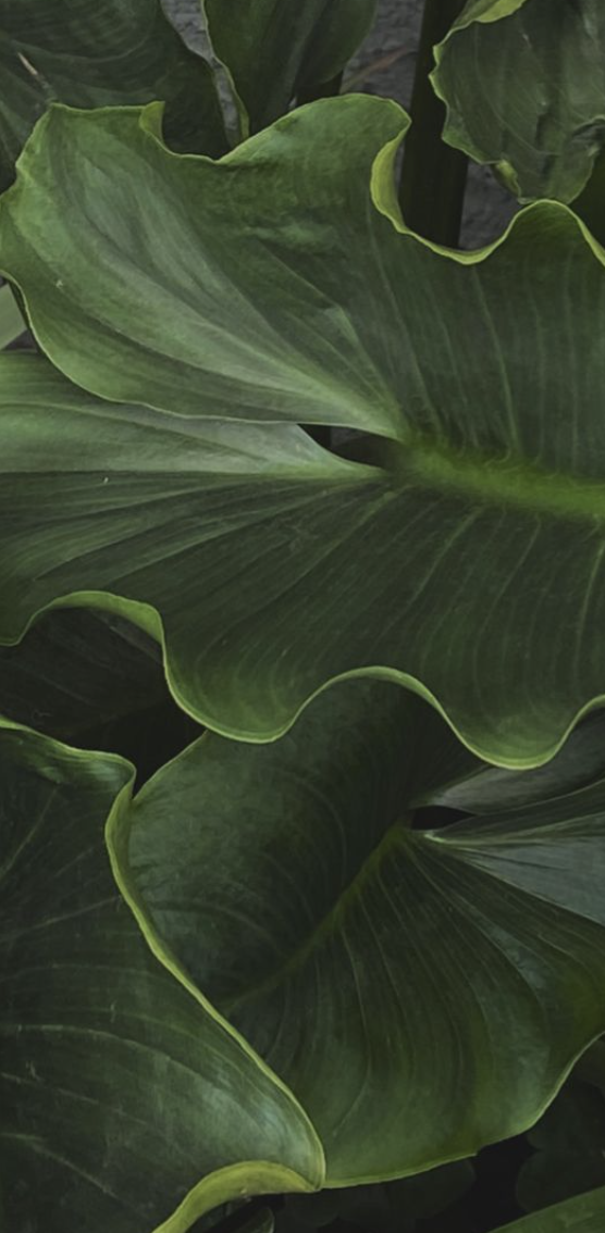 Close-up of large glossy green tropical leaves with wavy edges.