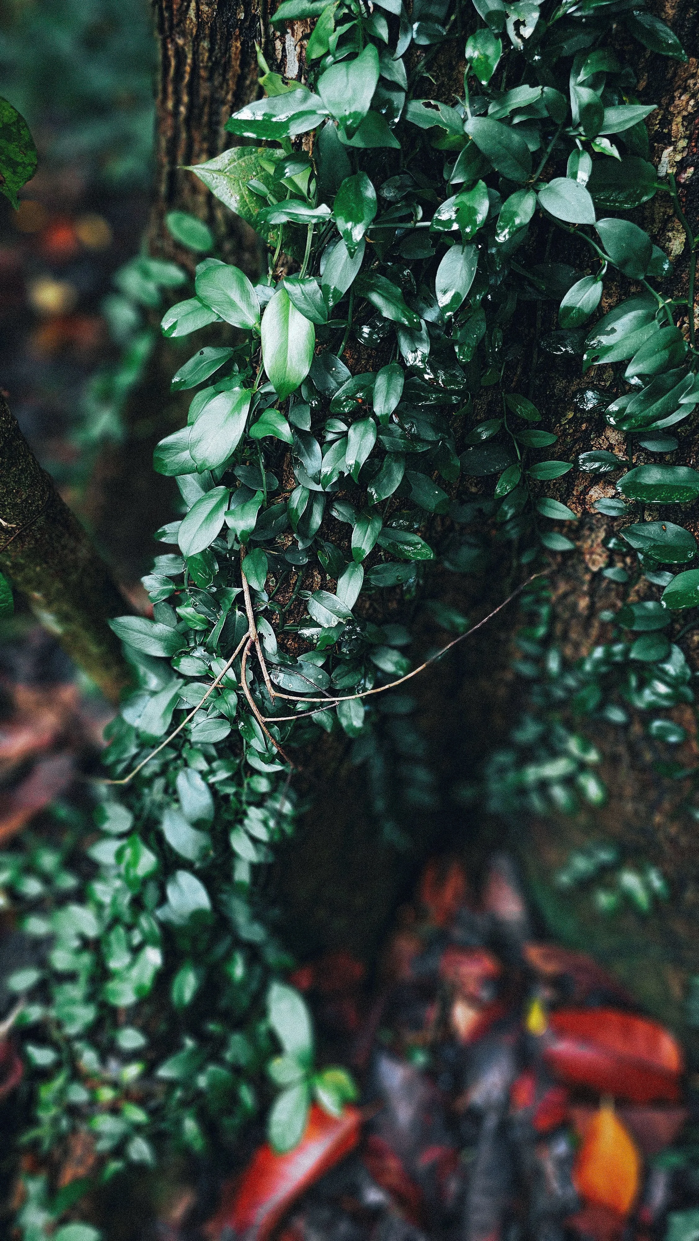 Forgiveness that frees: Releasing Bitterness (Advanced Version)