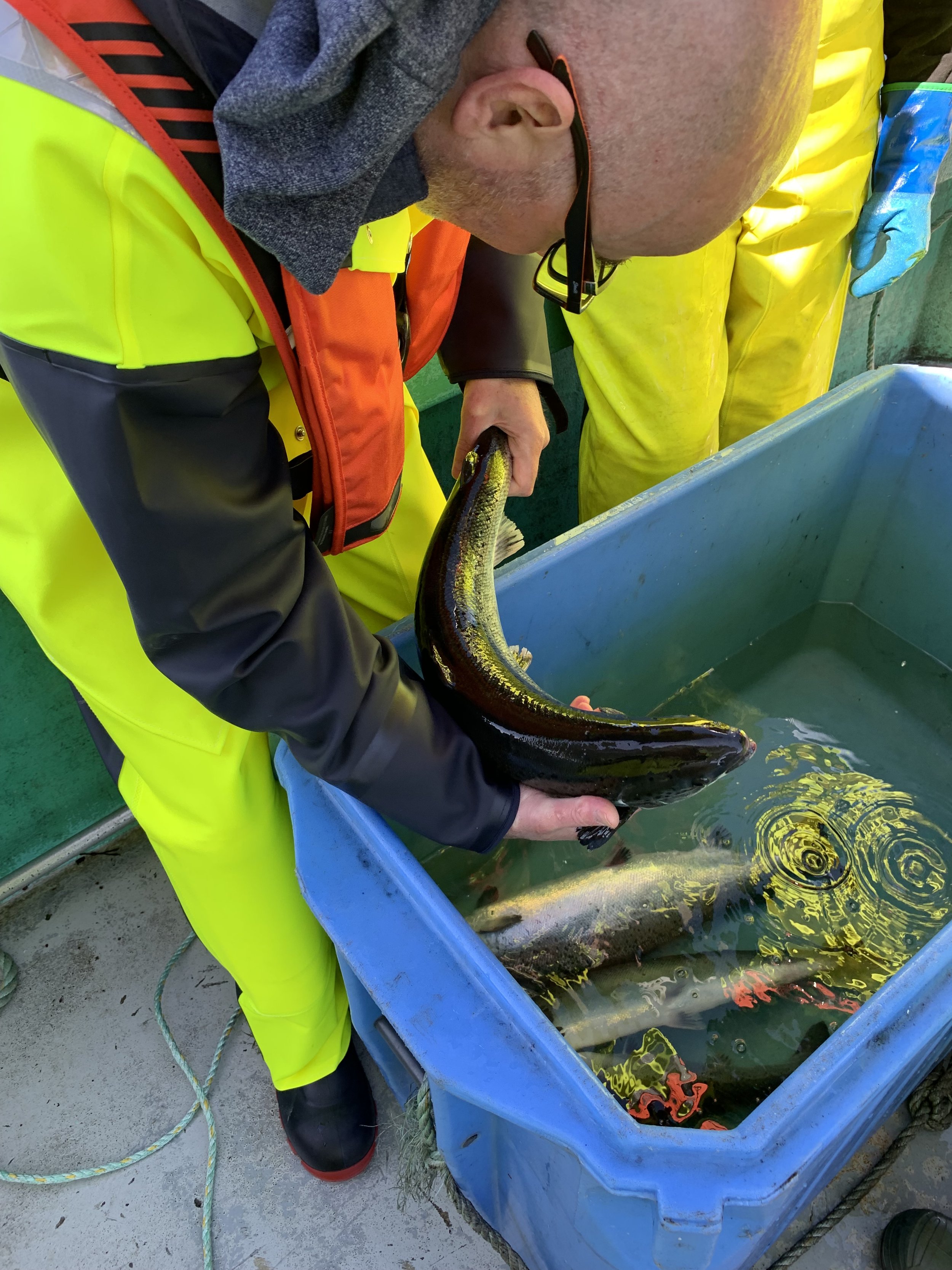 What the Gut Actually Does — and Why It Matters More Than You Think