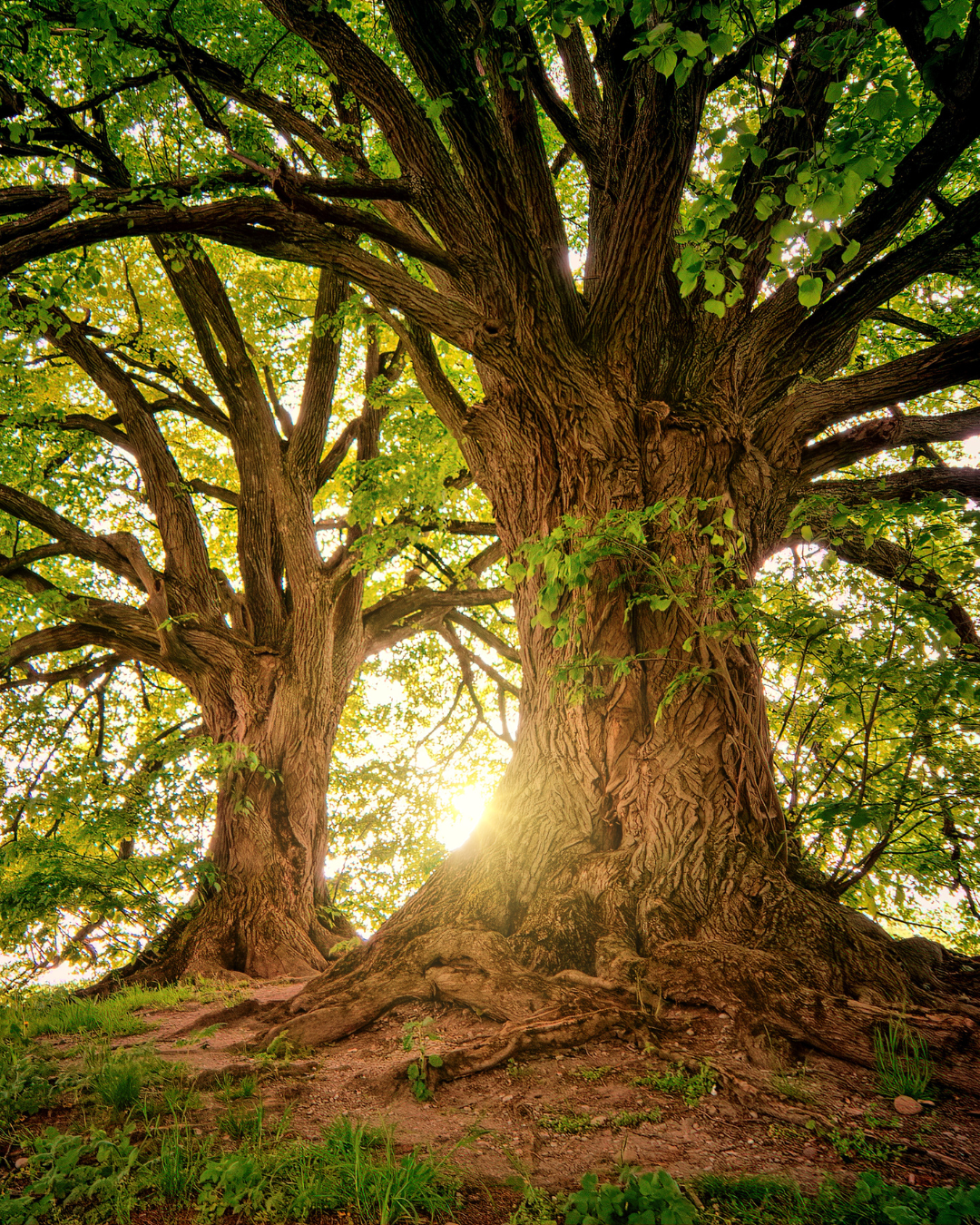 A large, mature tree with multiple thick branches and a textured bark trunk, illuminated by sunlight filtering through the green leaves, with grass and soil at its base.