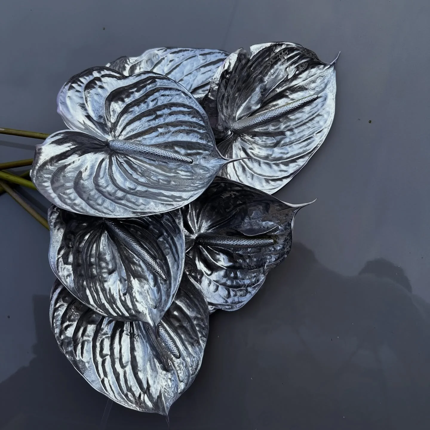 Anthuriums are becoming my main identity, guilty 🤭⛓️