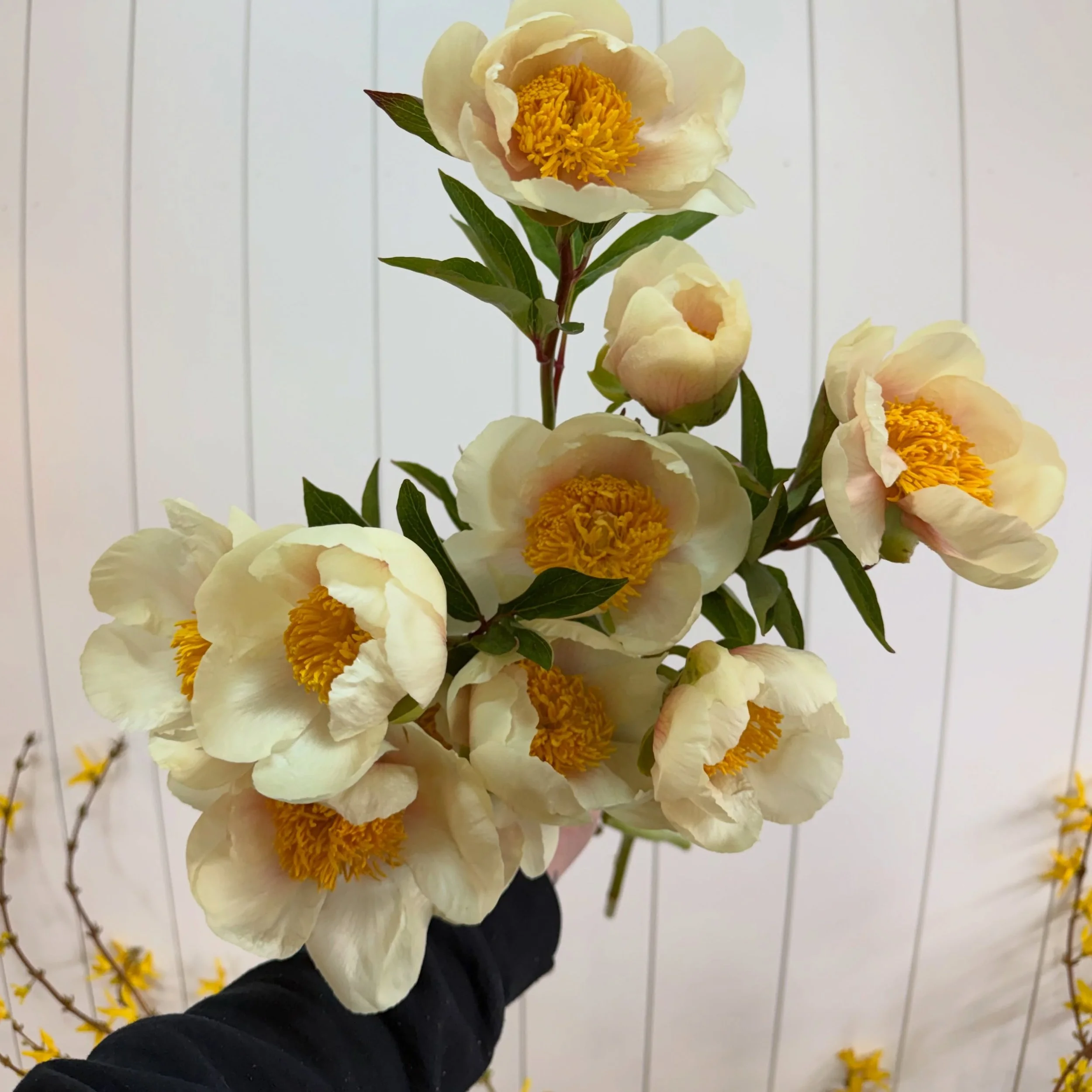 These moon rise peonies deserved a permanent spot on the grid 🌙