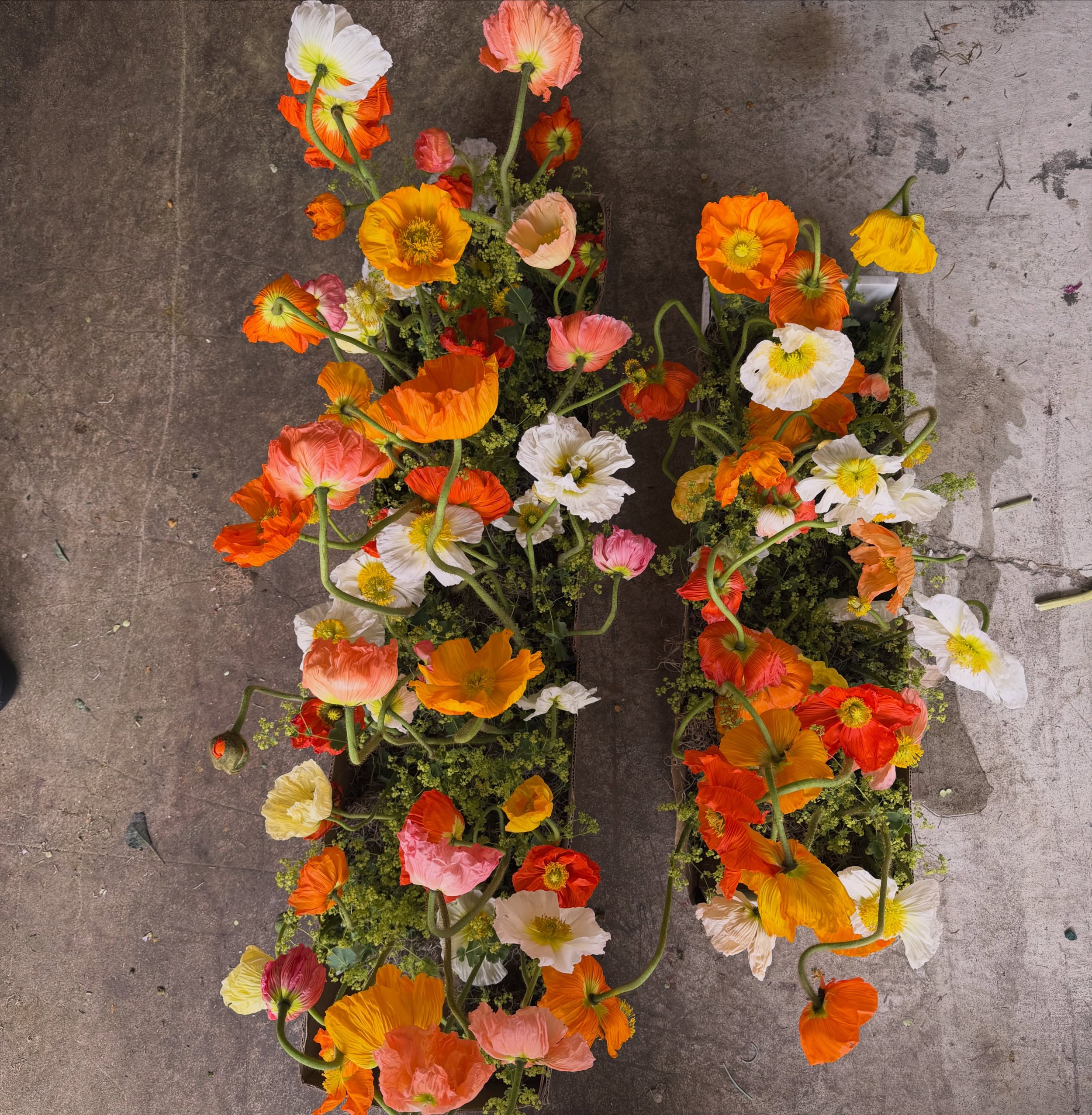 Sweet little late-summer treats for the tables 🧚🏼&zwj;♂️

I&rsquo;m a sucker for these poppies and love watching them open and change throughout the week. They&rsquo;re one of those flowers that just keep getting better.

Usually when you order flo
