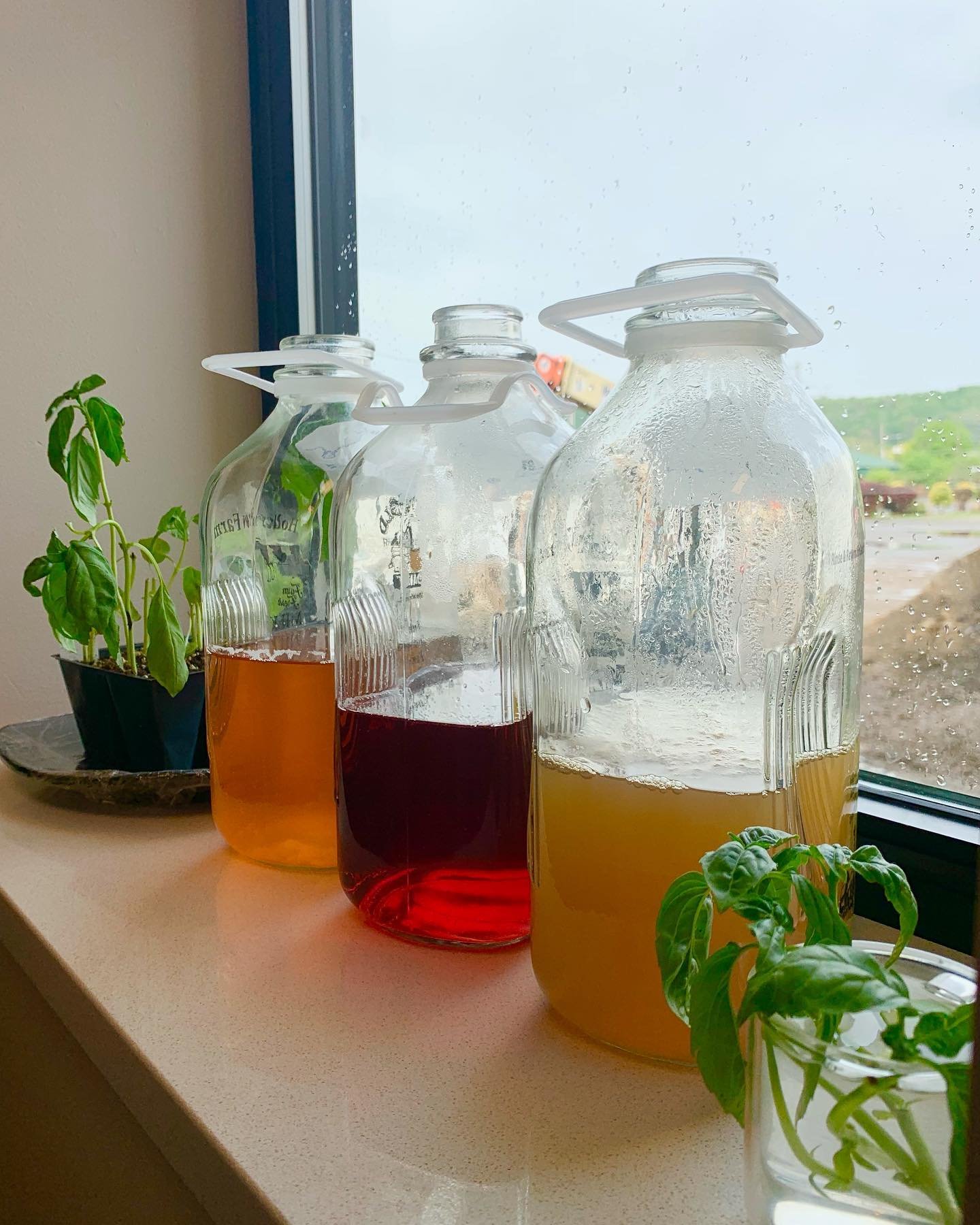 Variety of Iced Teas