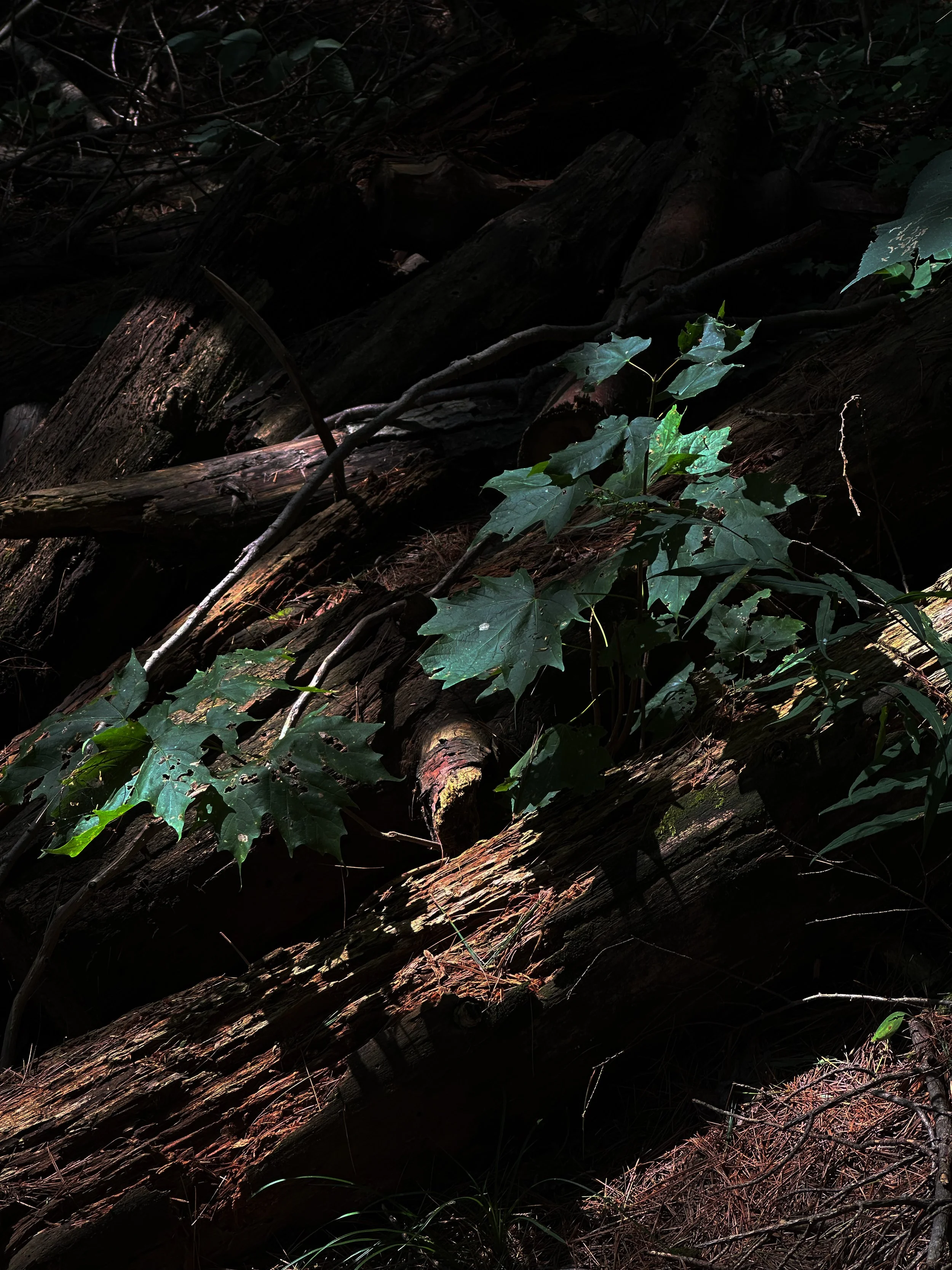 leaves on a fallen tree trunk.jpg