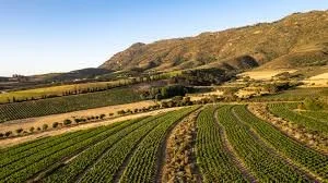 Mullineux & Leeu Family Wines Tasting with Winemaker Andrea Mullineux