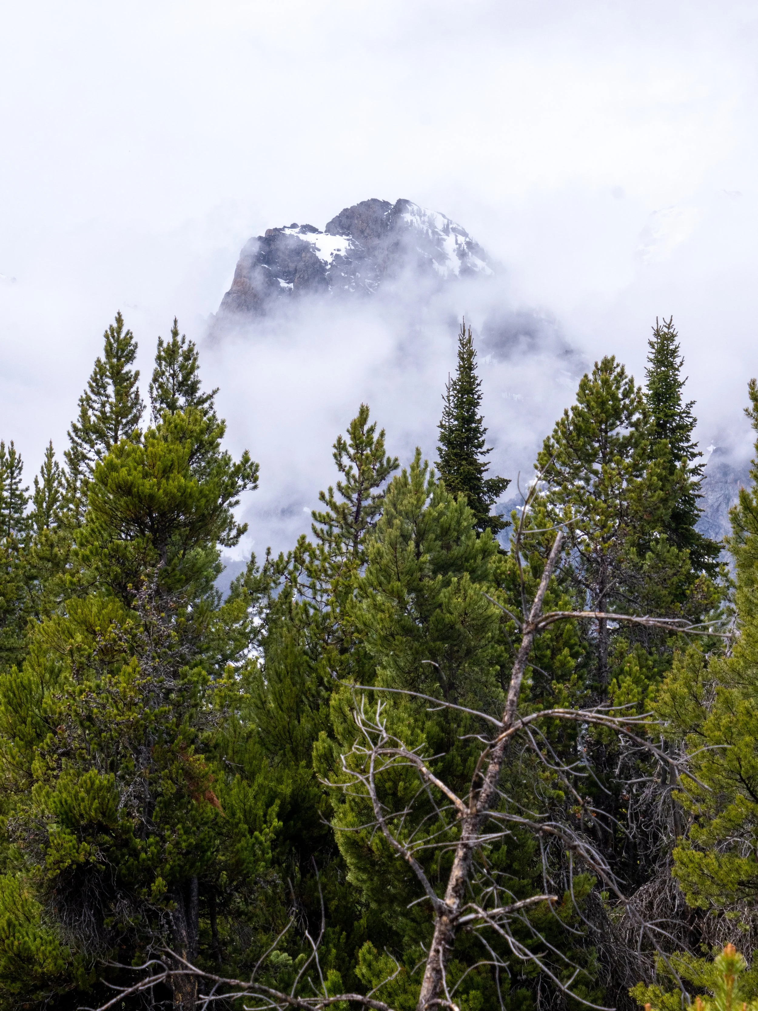 Dense green pine trees in the foreground with a snowy mountain peak partially obscured by clouds in the background.