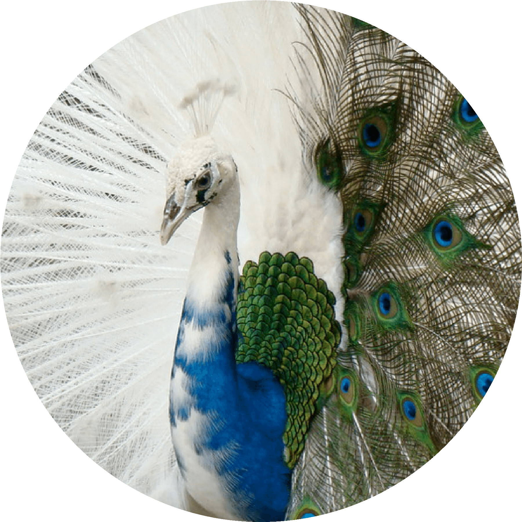 Peacock circle.png