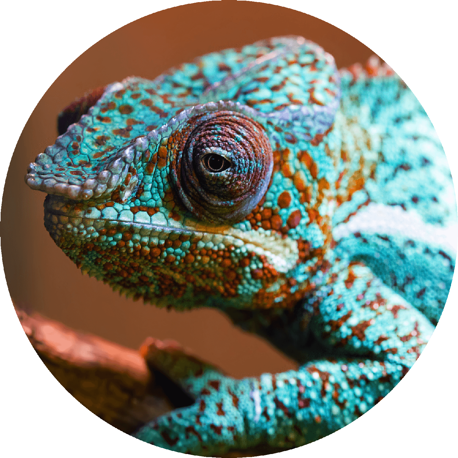 chameleonnnn.png