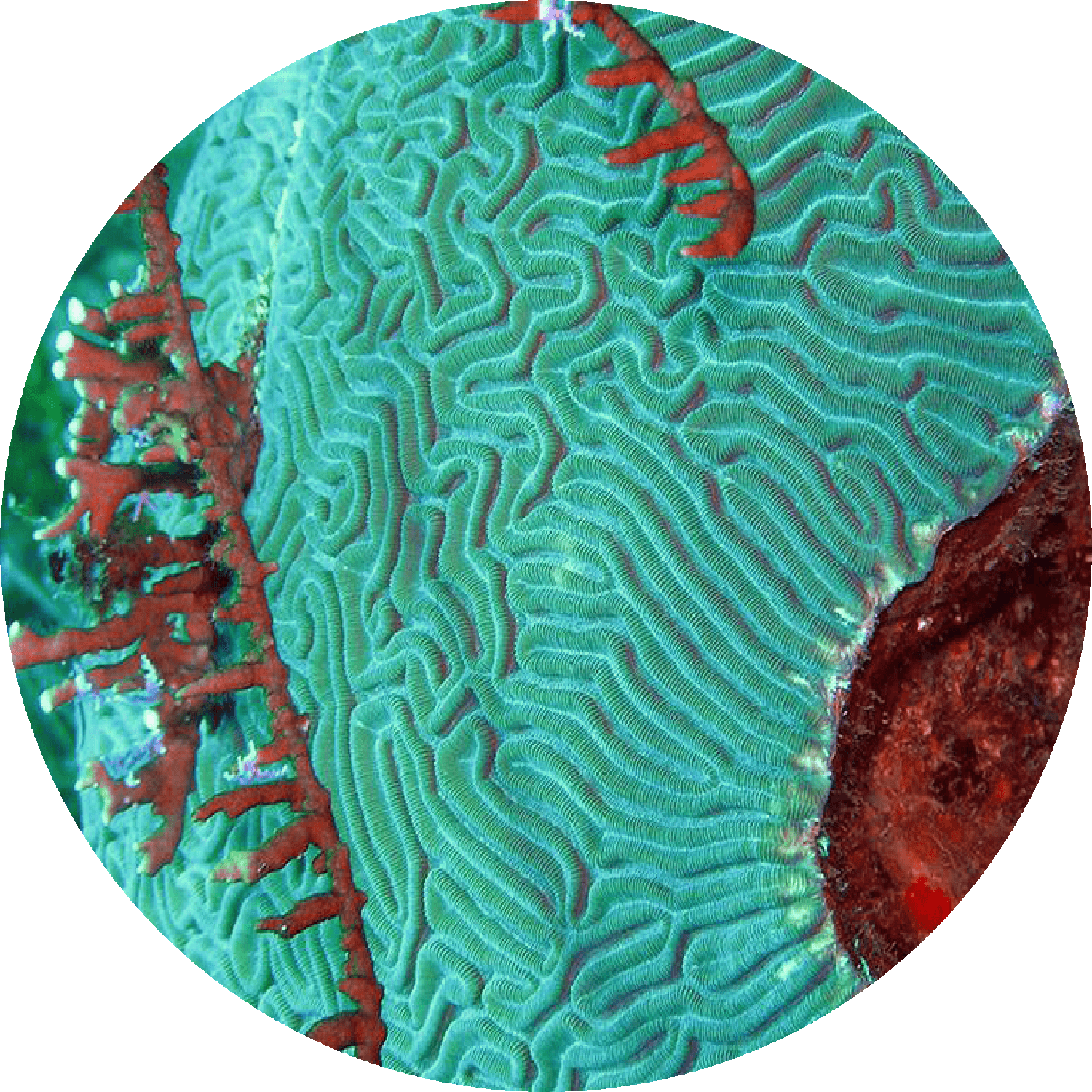 Coral Orb.png