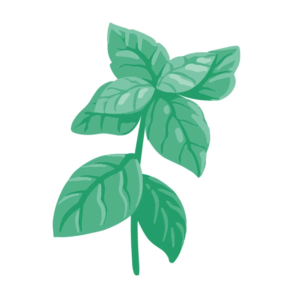 basil.jpg