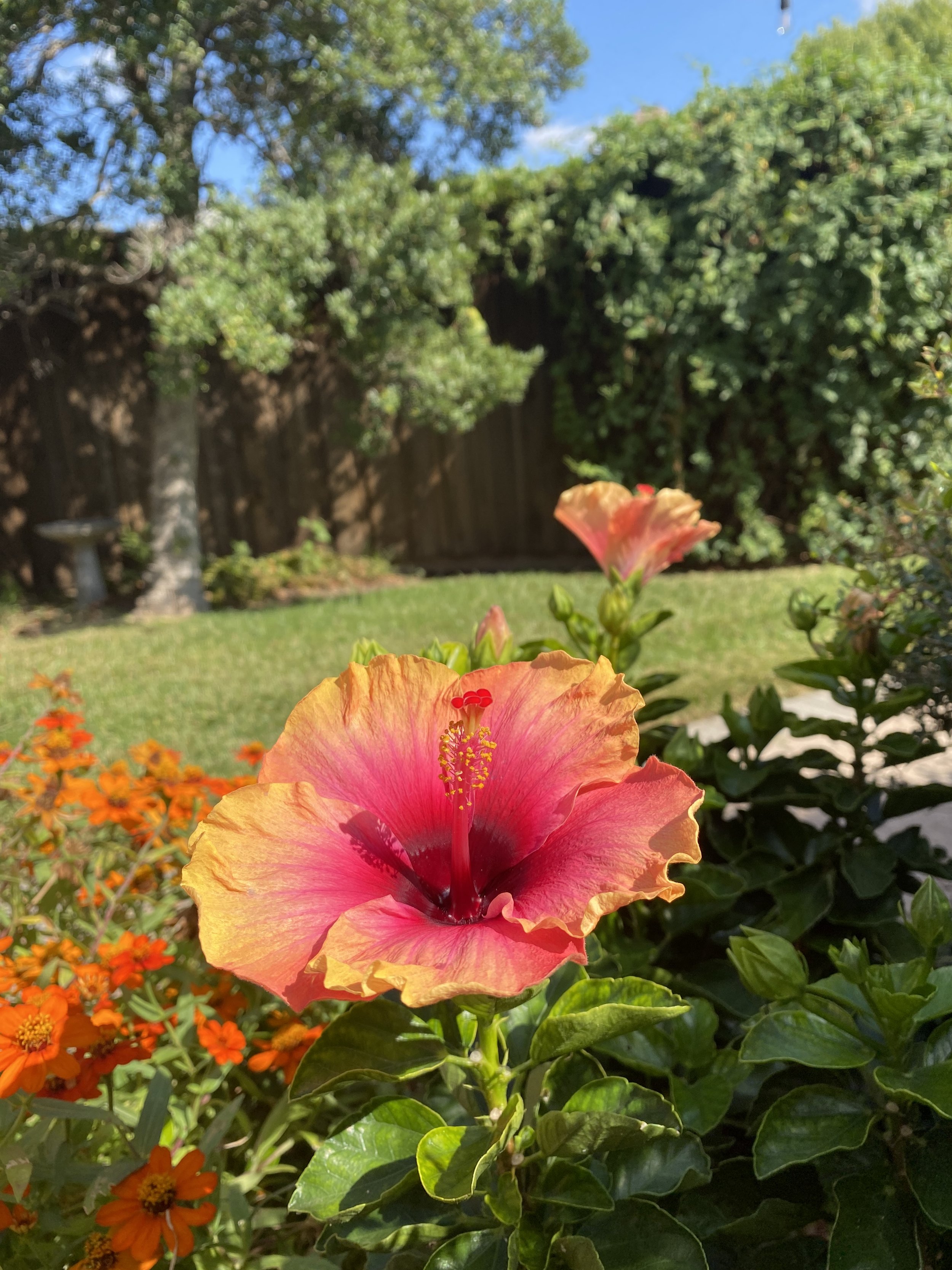 IMG_7927.jpeg