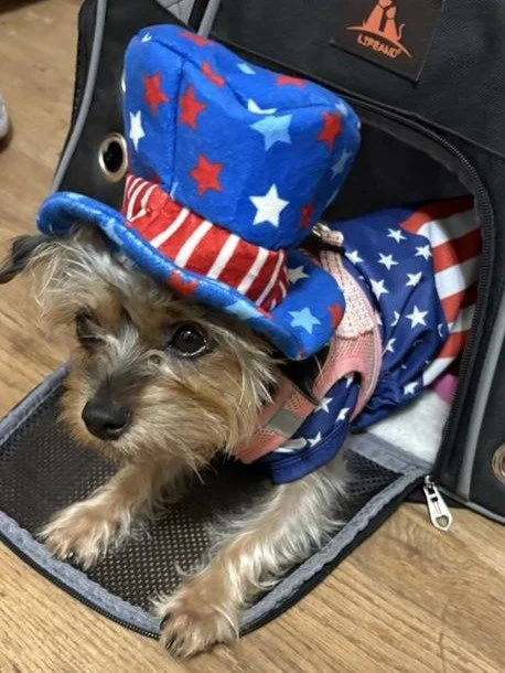 Paw and Tail Americana.JPG