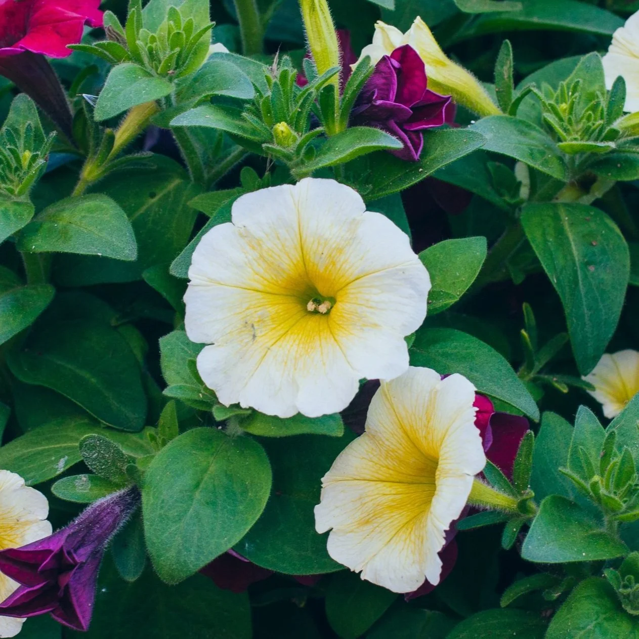 AdobeStock_280701443.jpg