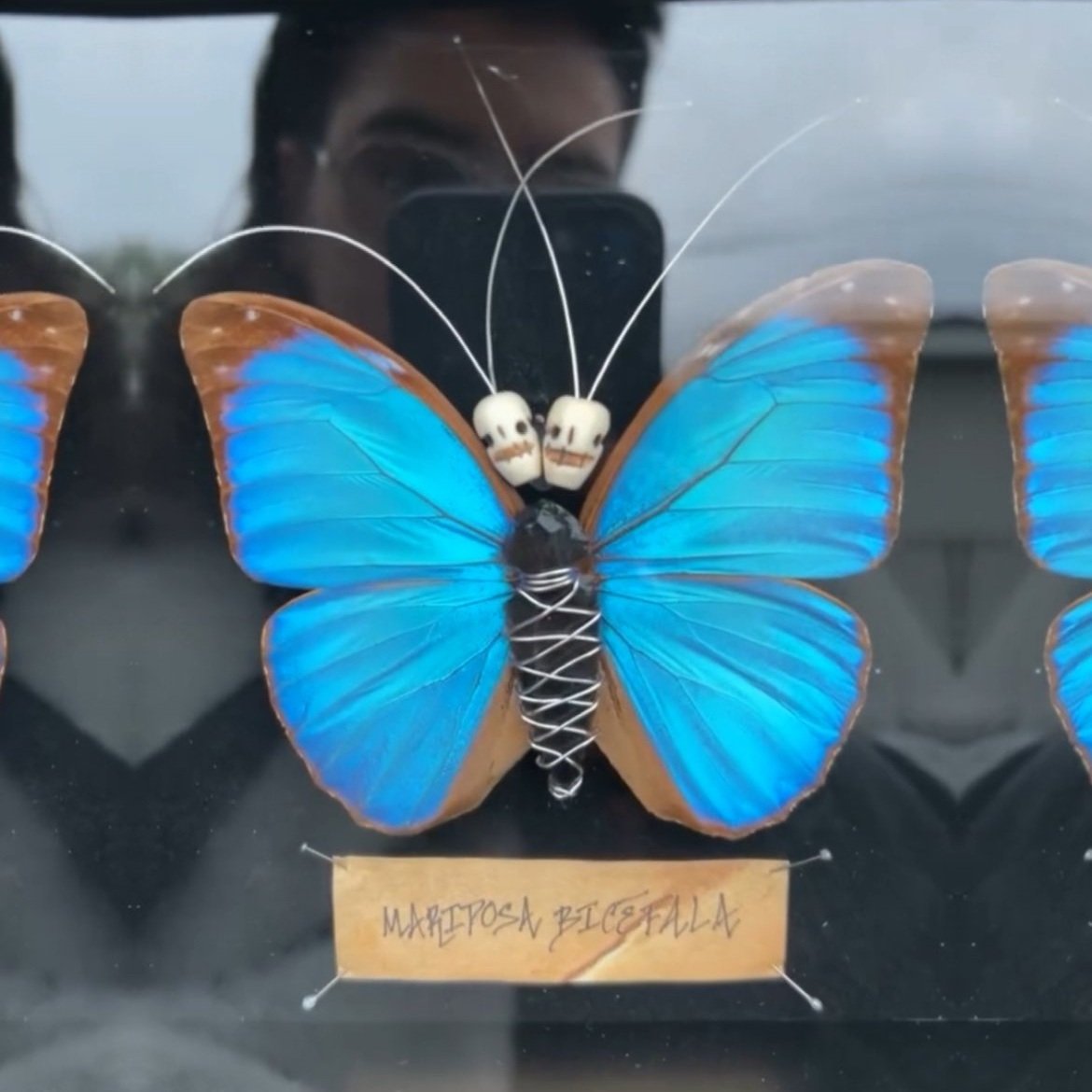 Mariposa Bicéfala // Two Headed Butterfly 🦋