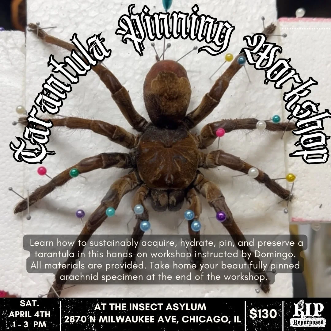 Join me this weekend for a Tarantula Pinning Workshop! 🕷️All sustainably sourced. You can take home your specimen at the end of the workshop.

Saturday, April 4th 
1-3 pm 
At @theinsectasylum