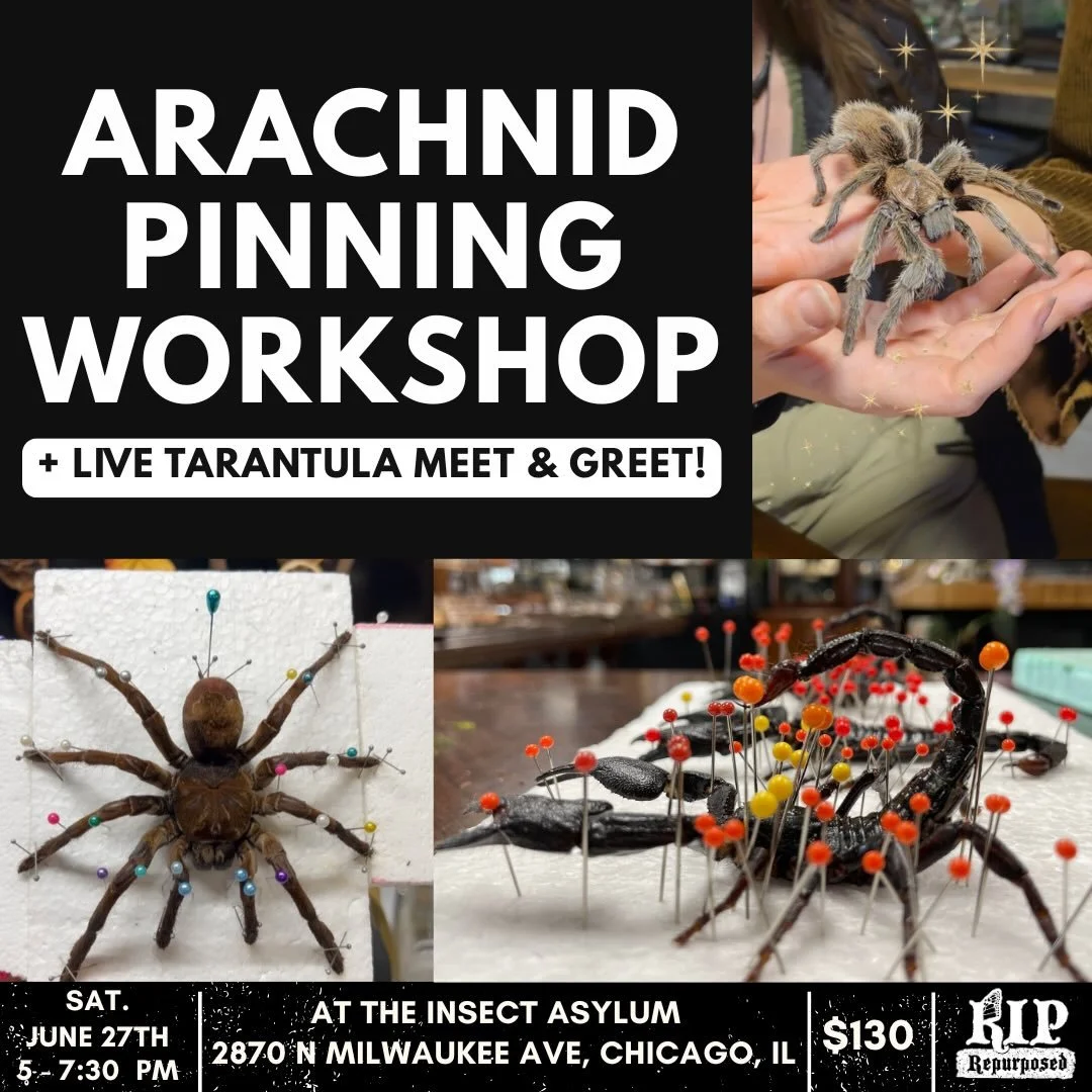 Arachnid Pinning Workshop + Tarantula Meet &amp; Greet with @rip.repurposed 🕷️ Get a chance to meet a LIVE tarantula and learn how to properly preserve them after they pass away. Get a chance to choose between a sustainably sourced tarantula or scor