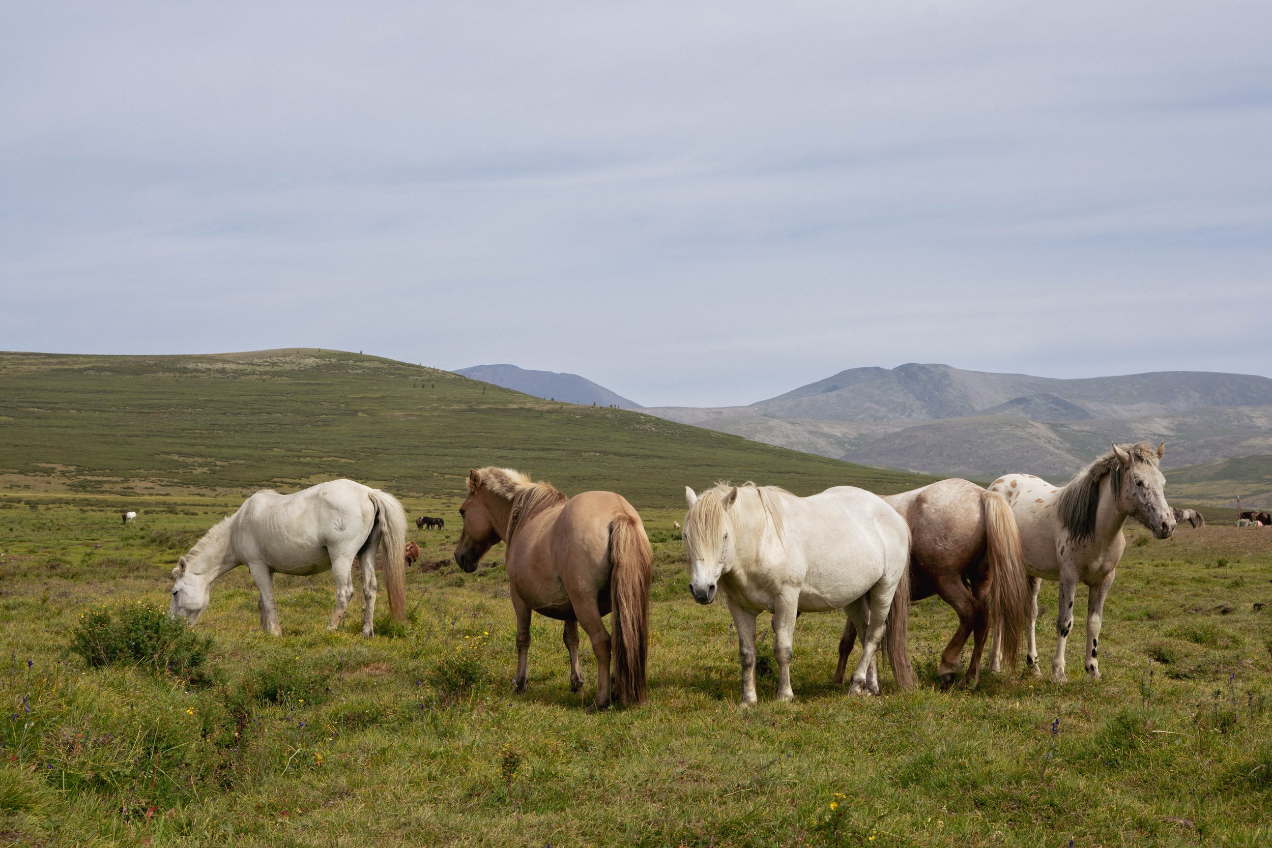 MONGOLIA.2025-45.jpg