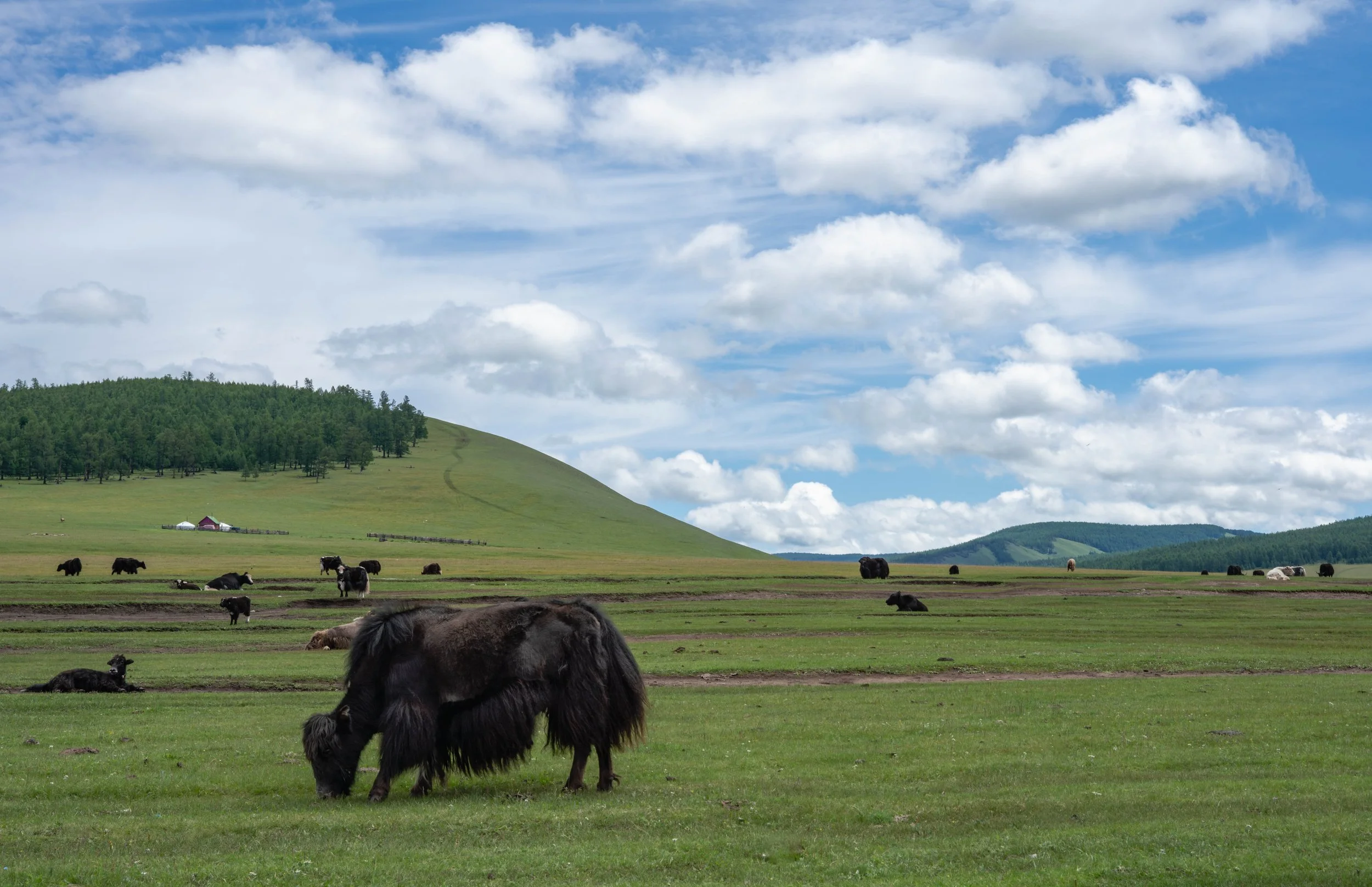 MONGOLIA.2025-3.jpg