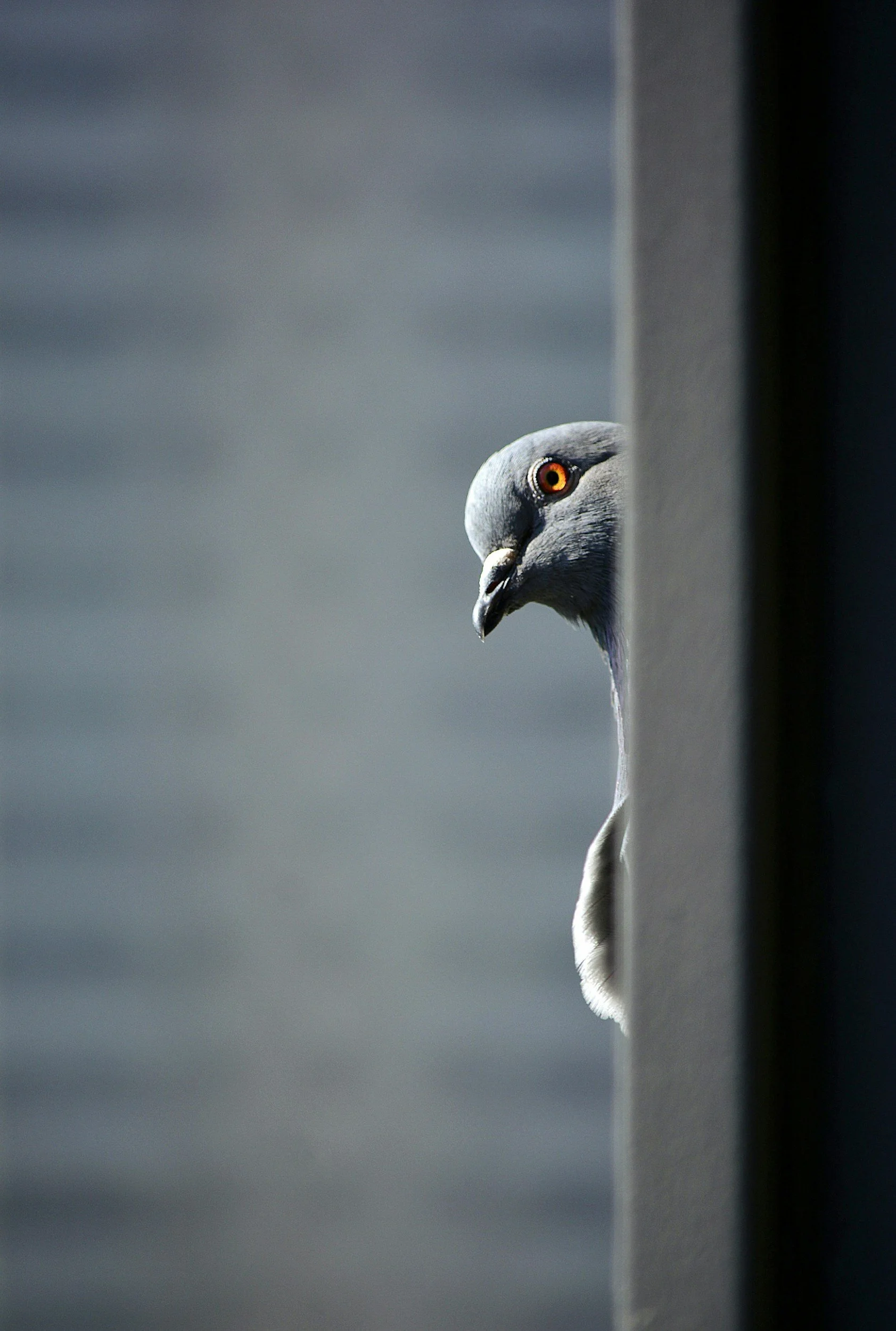 How pigeons find their way home?