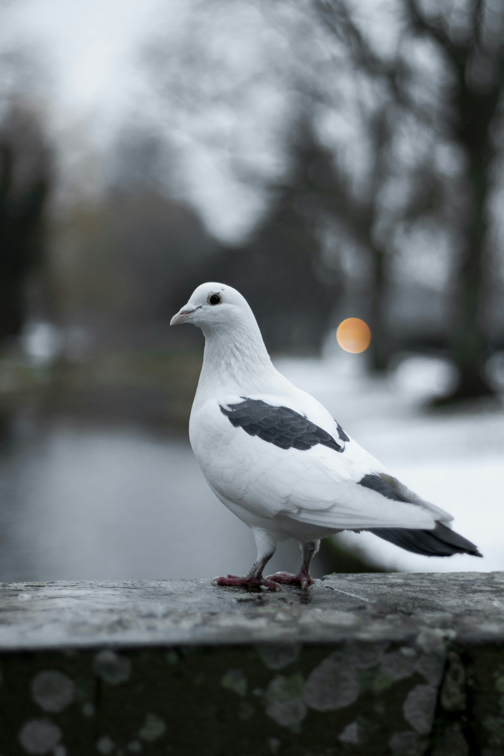 The best pigeon of Belgium