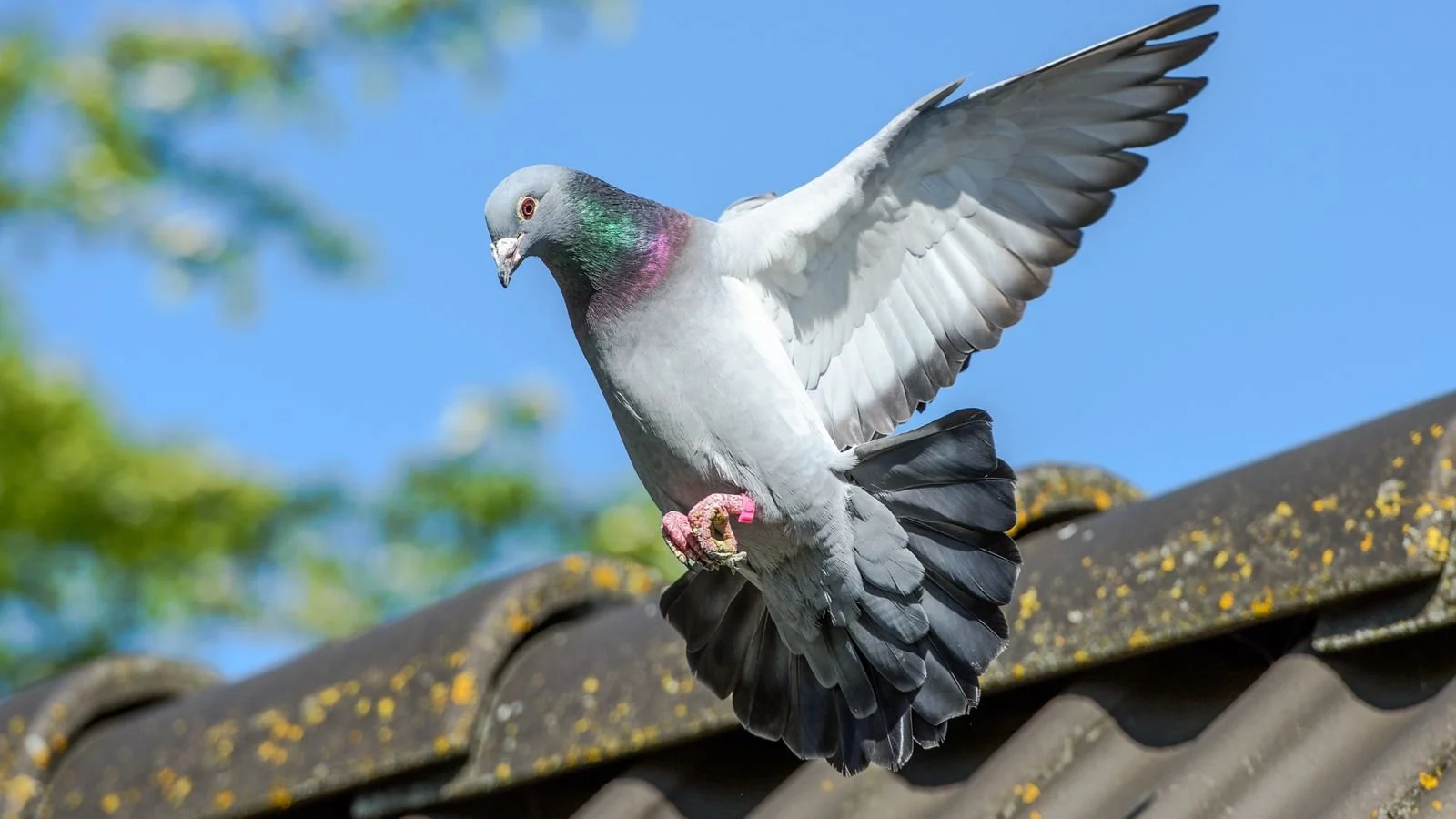 Lost pigeons found after the Dutch 1000 km race