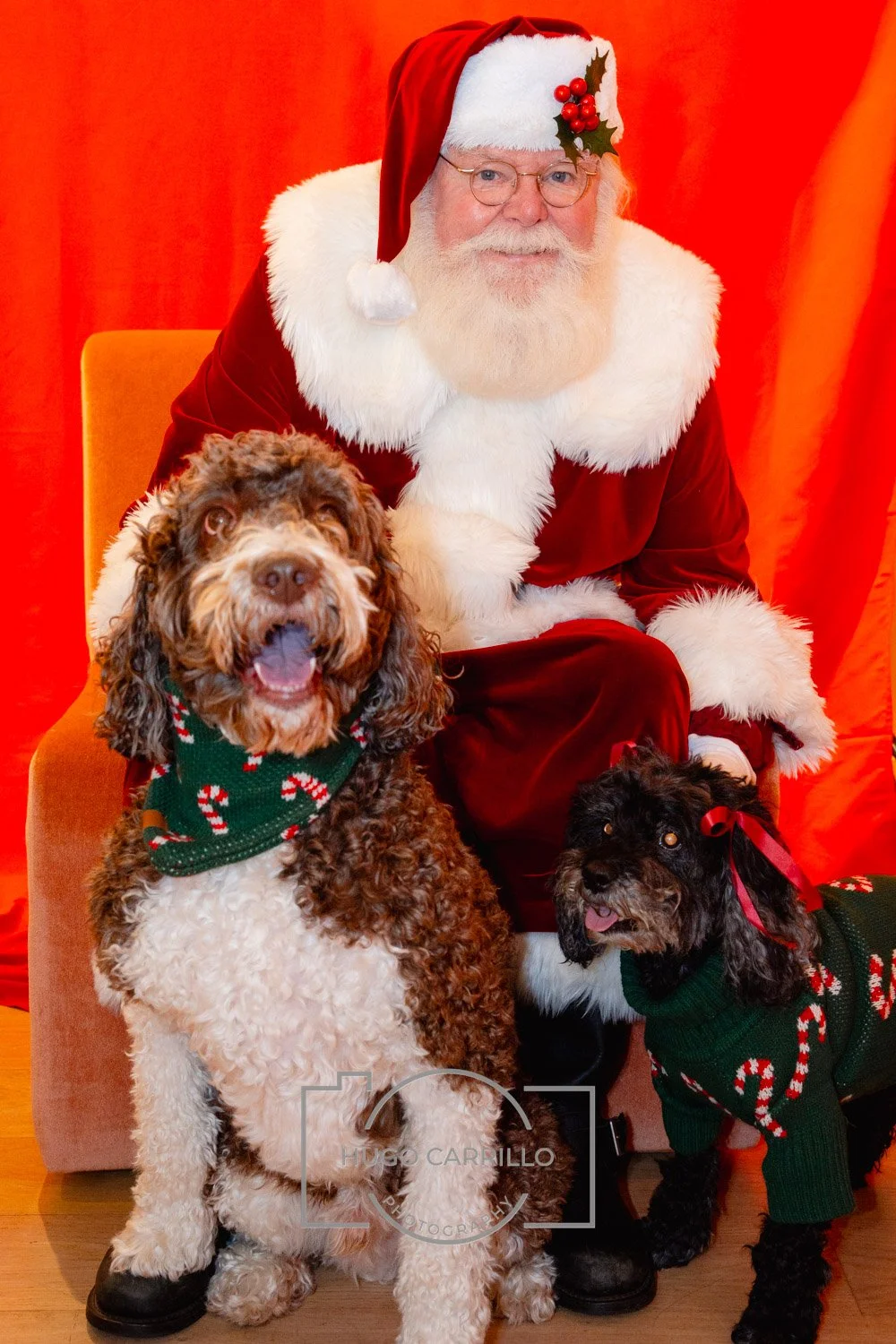 Santa Claus sitting on an orange chair with two dogs, one with curly fur wearing a Christmas sweater with candy canes, and the other small black dog with a red bow, in front of a red background.