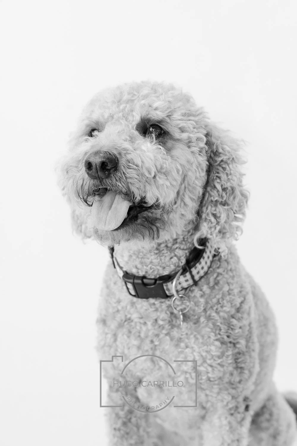 Black and white photo of a curly-haired dog with its tongue out, wearing a collar, sitting against a plain background.