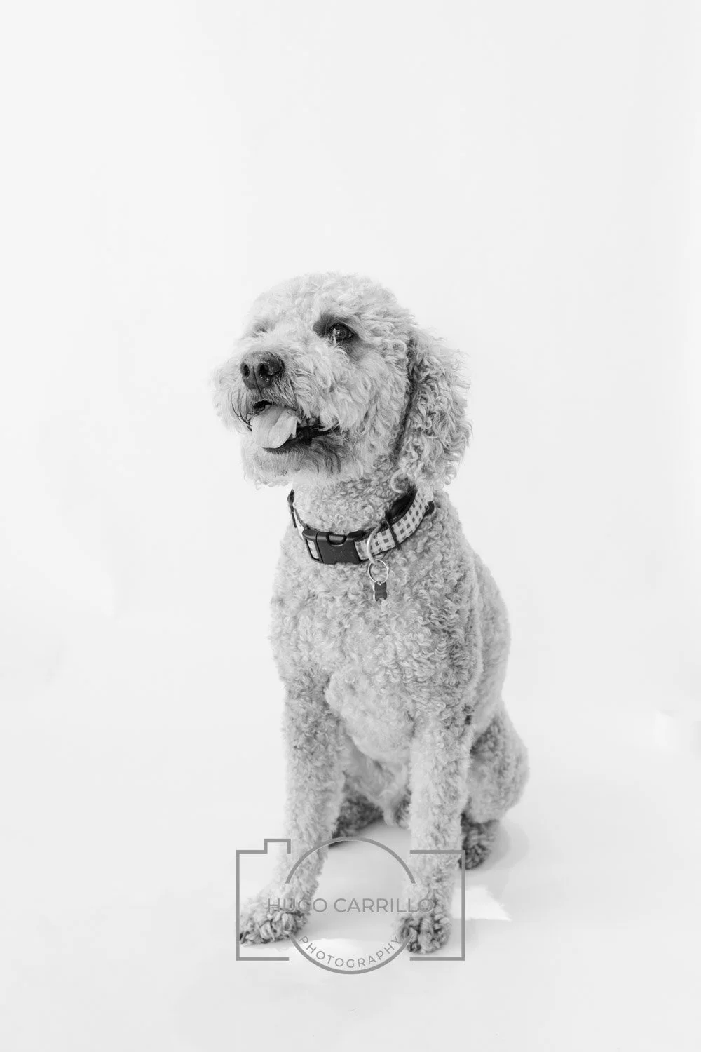 A curly-haired dog sitting on a white background, sticking out its tongue, wearing a collar.