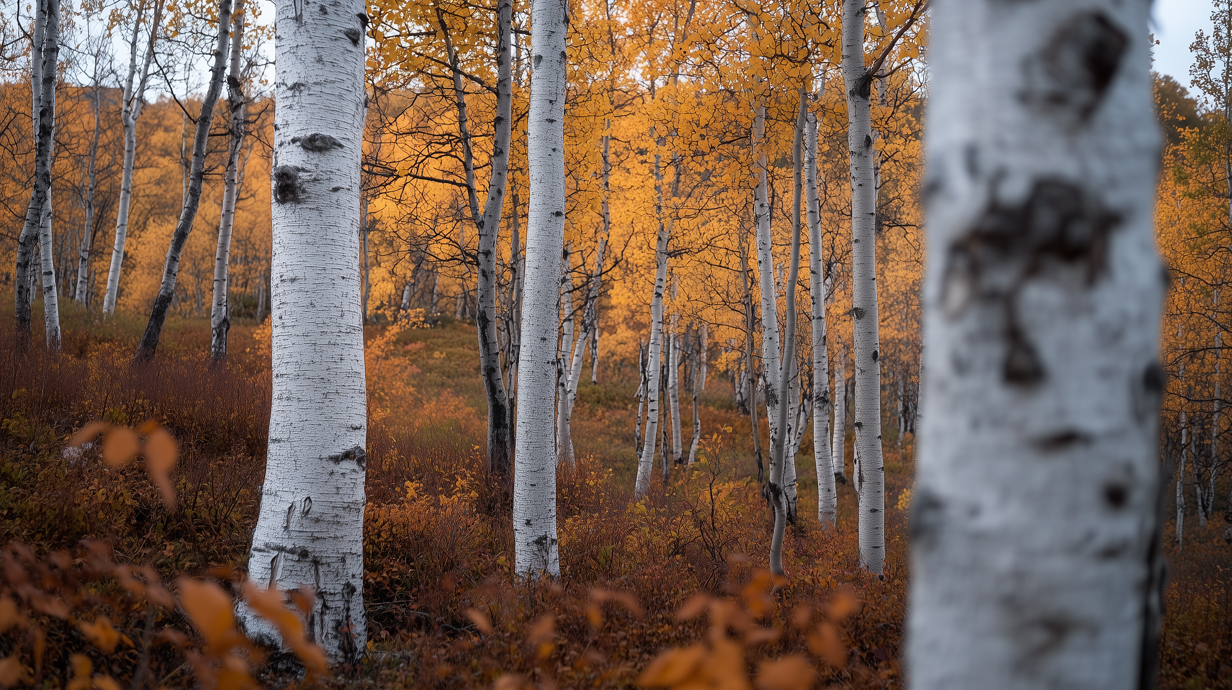 Autumn forest with white birch trees, orange and yellow leaves, and dense underbrush.
