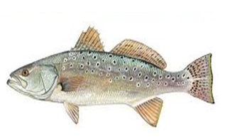 Fish For Good 2025