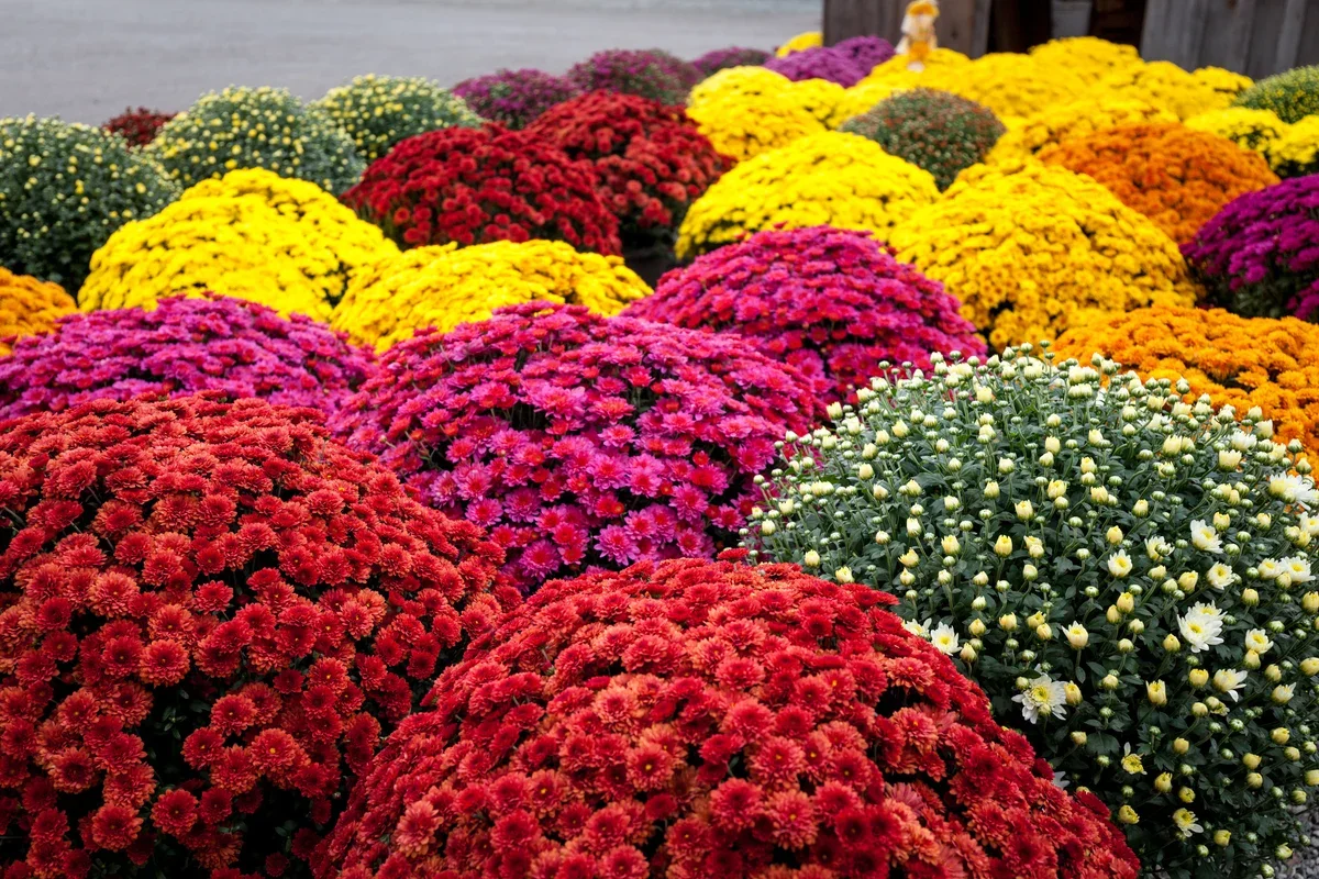 MUM picture.webp