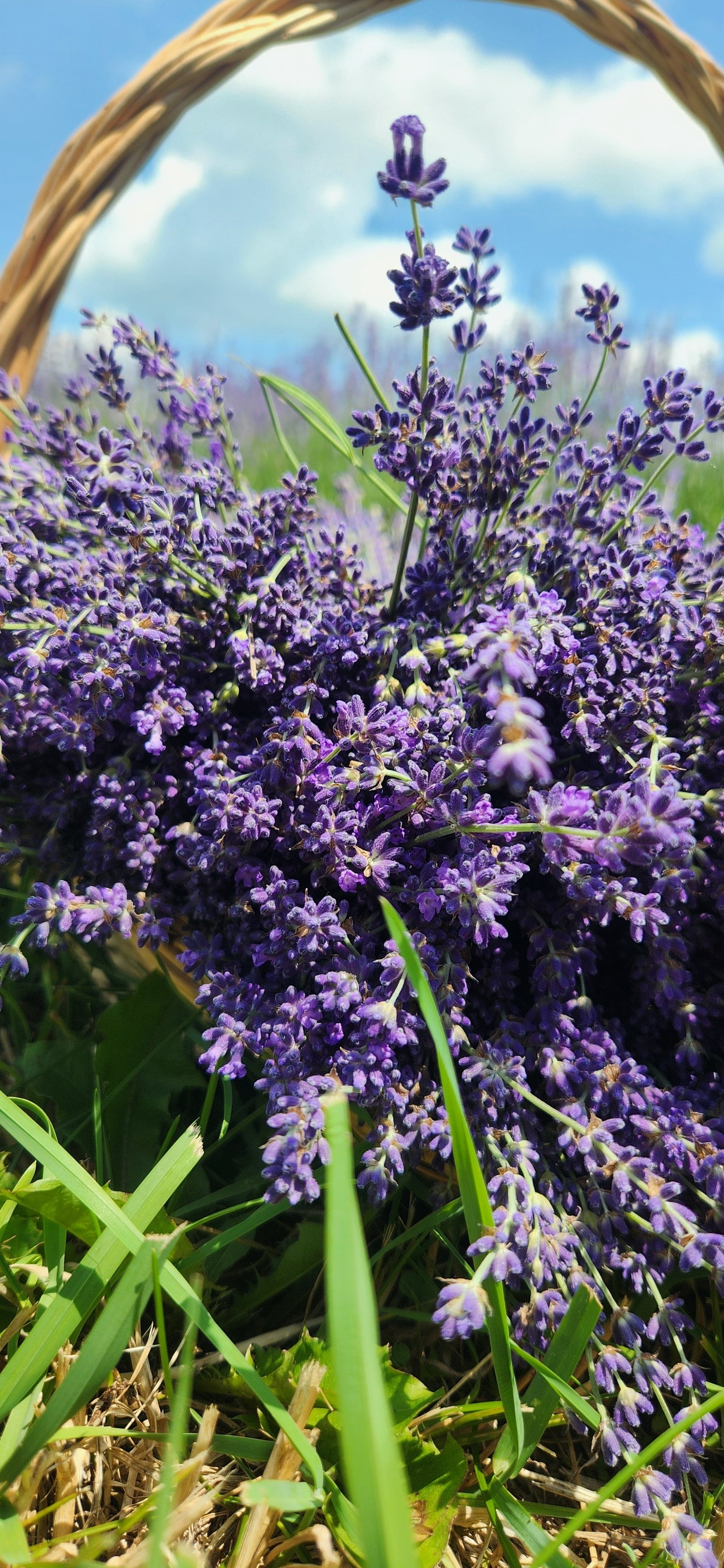 basket of lavender