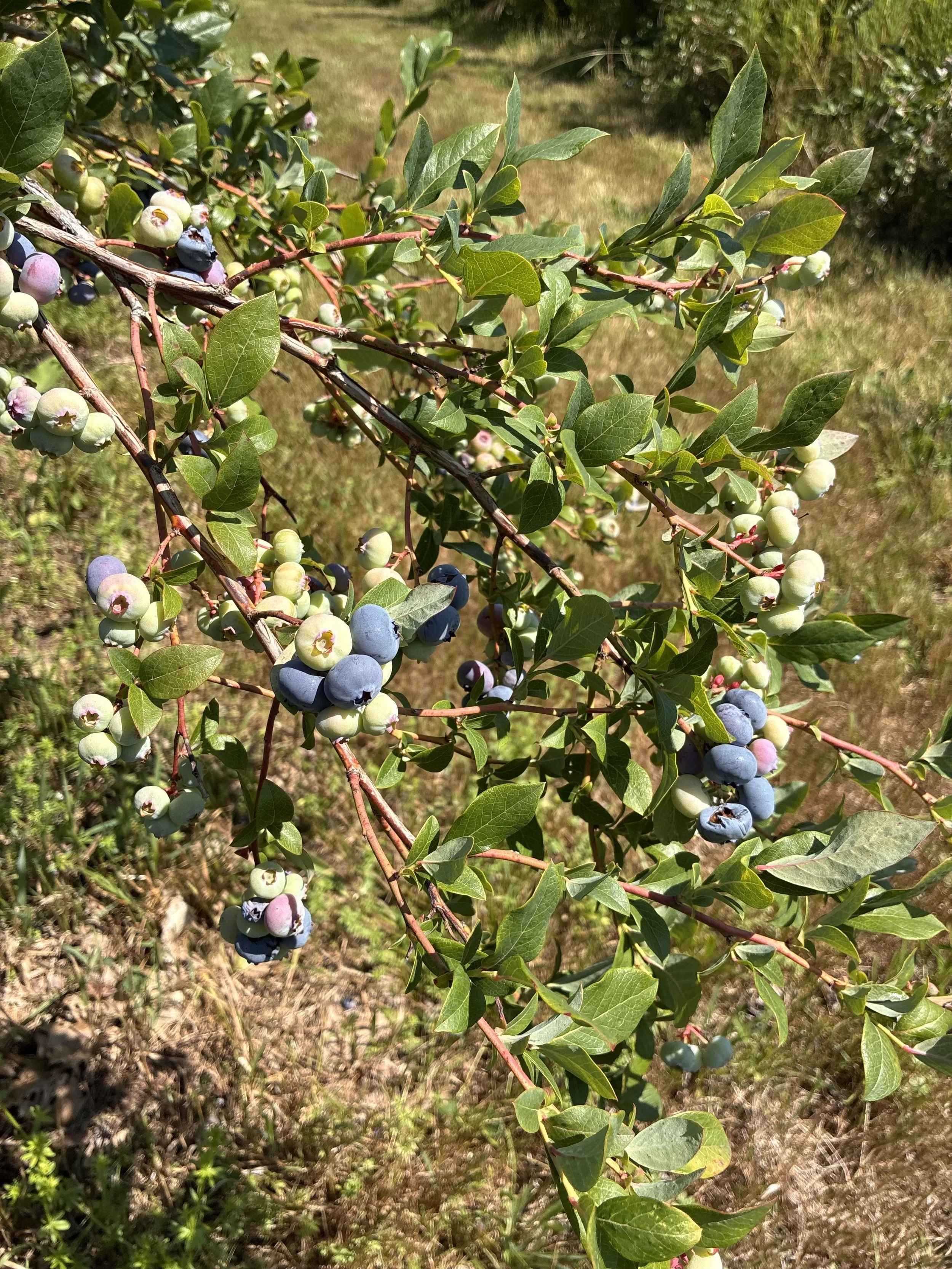 IMG_7969.jpeg