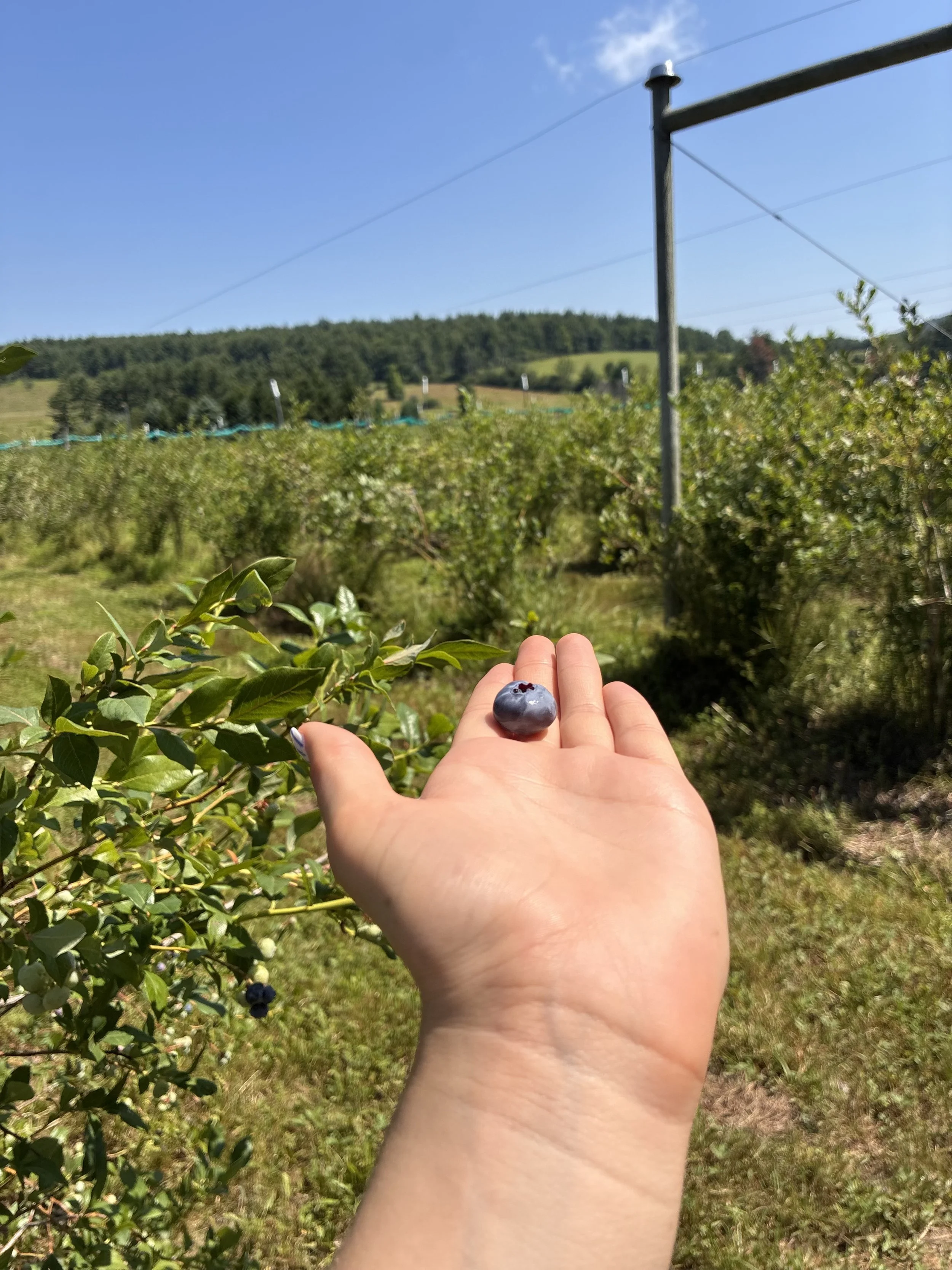 IMG_7976.jpeg