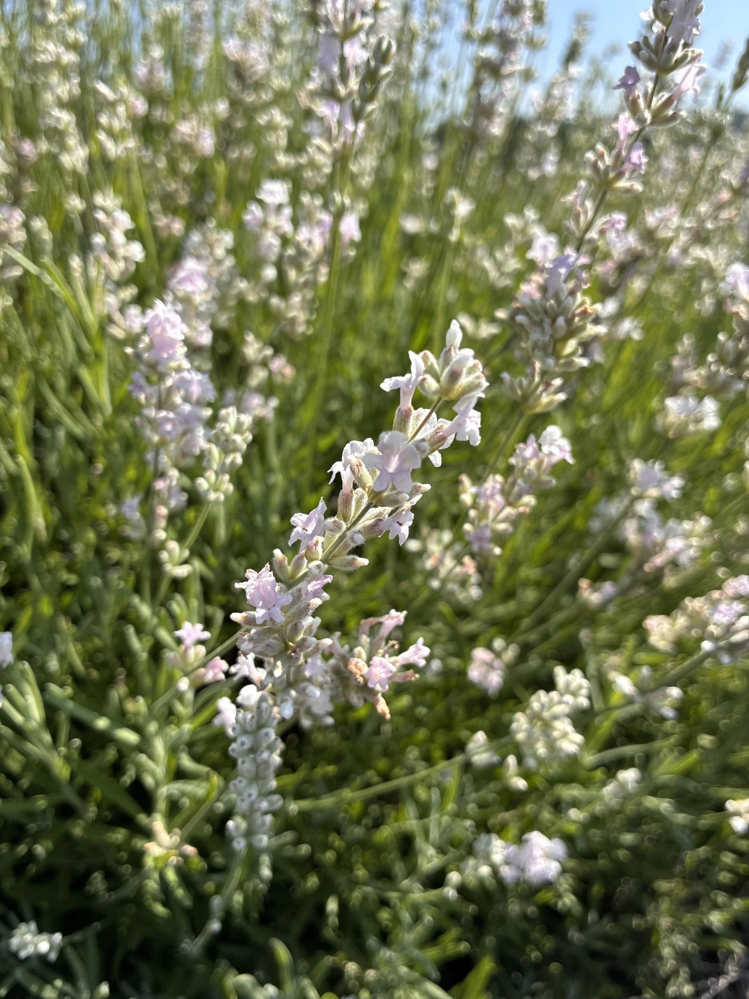 IMG_7937.jpeg