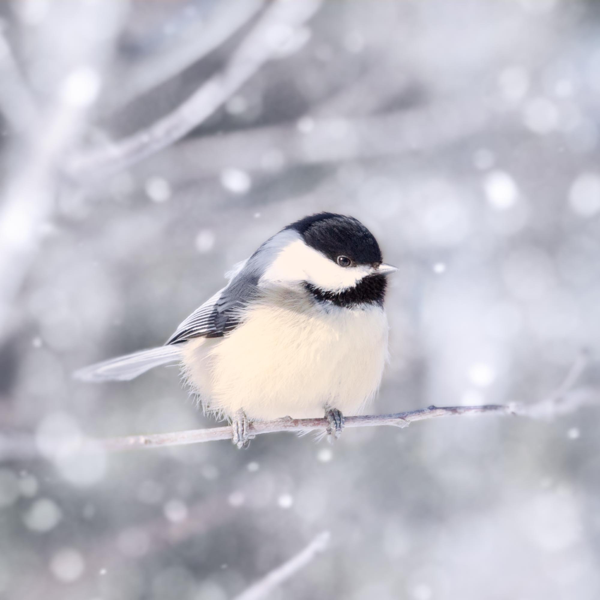 Chickadee in Snow 11.jpg