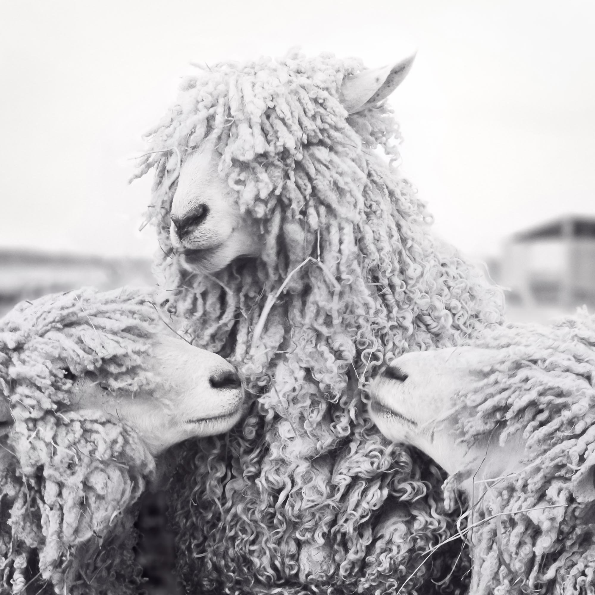 Sheep with Backup Singers.jpg