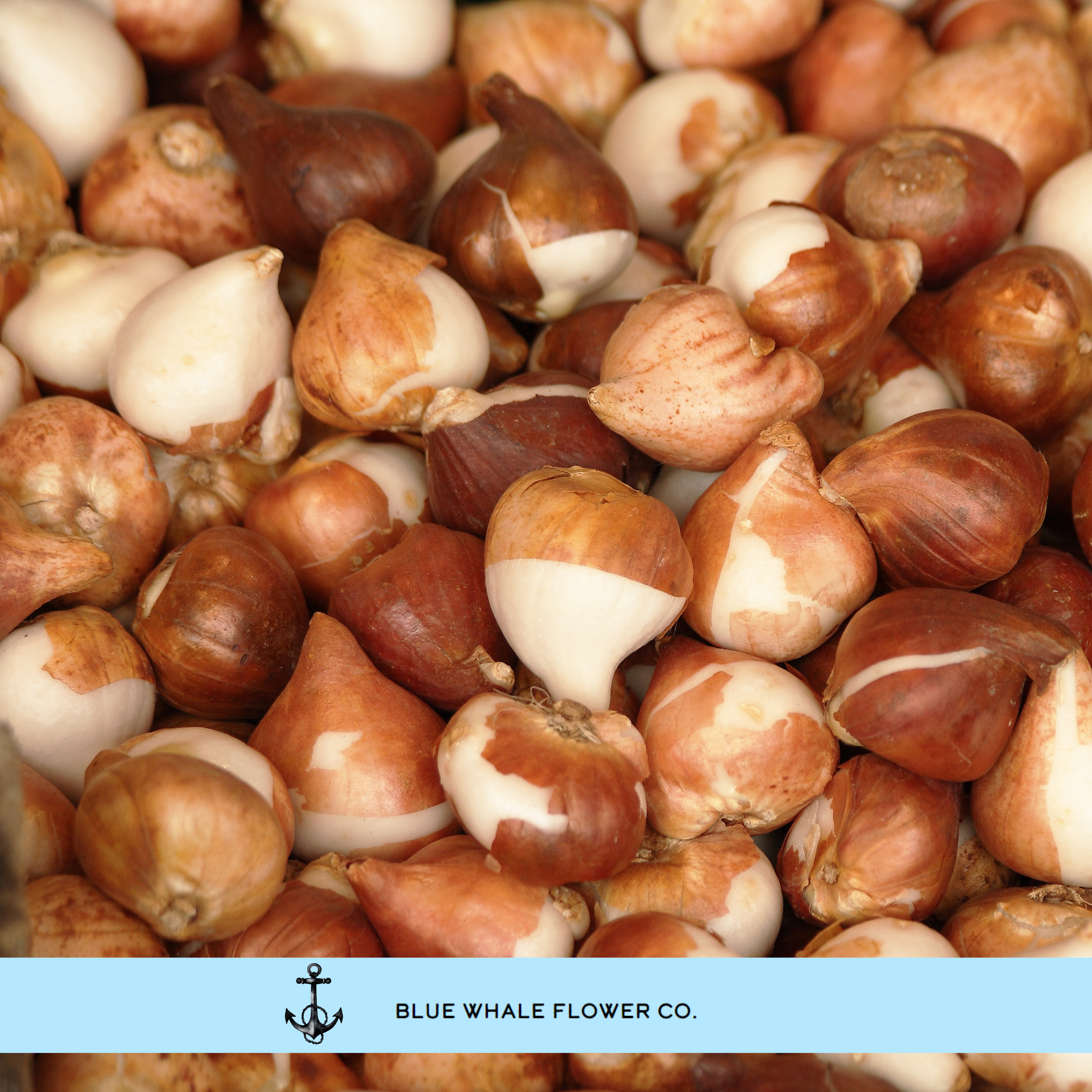 Tulip bulbs (1).png