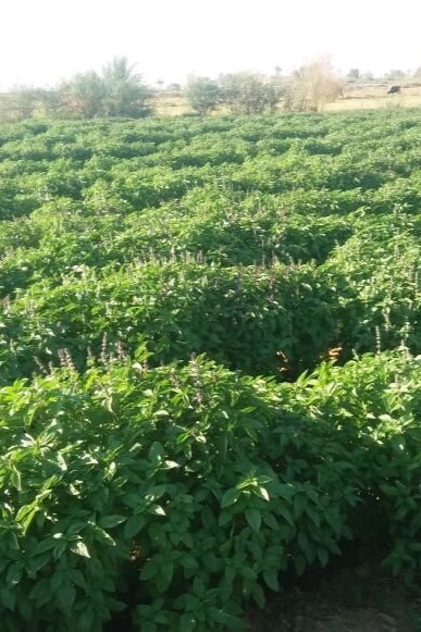 2. Fully grown basil field