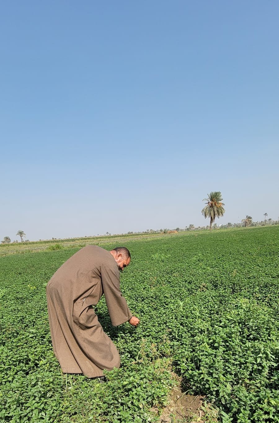 1.Fully grown peppermint field