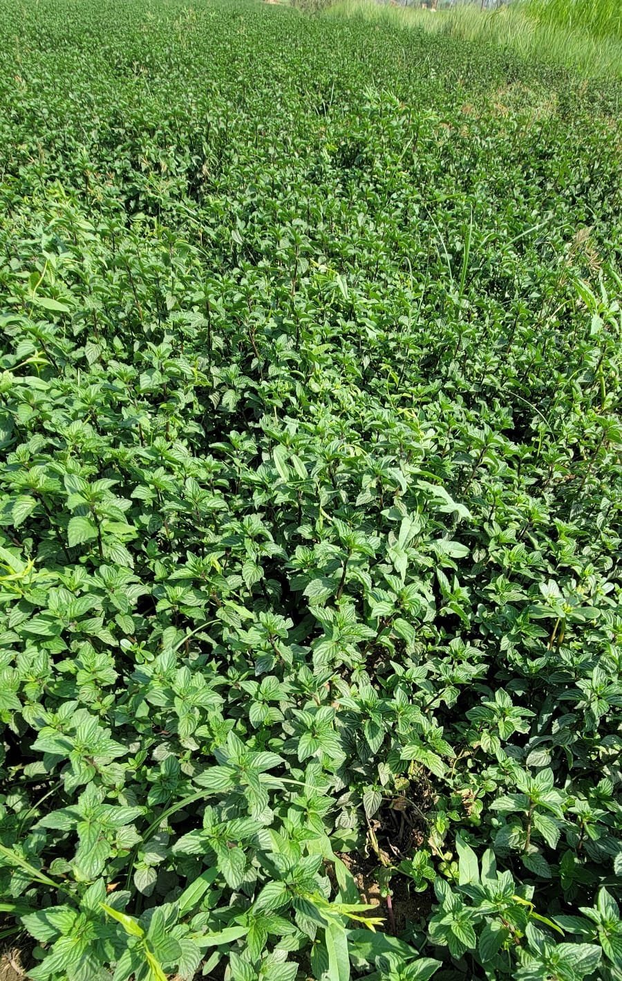 3. Fully grown peppermint field