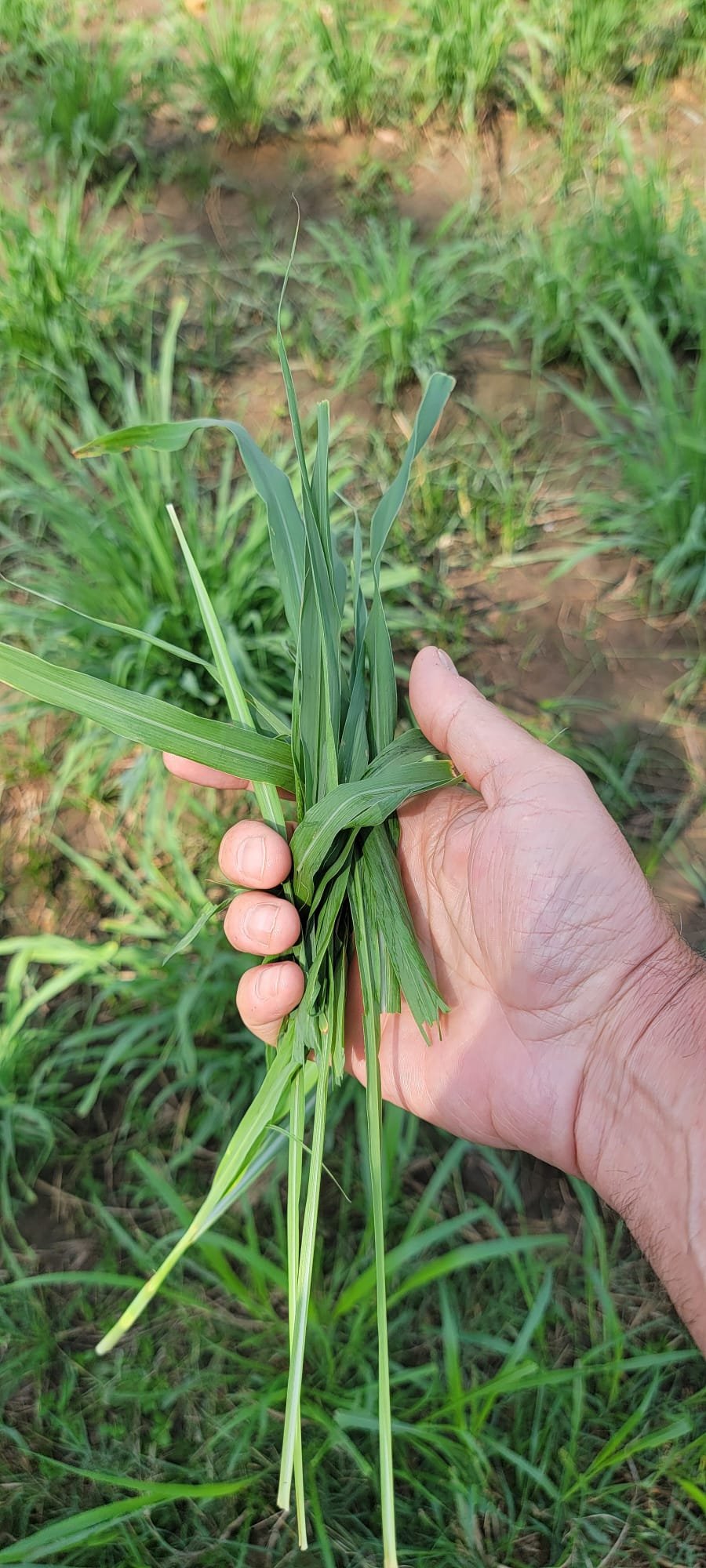 2. Lemongrass: premium quality