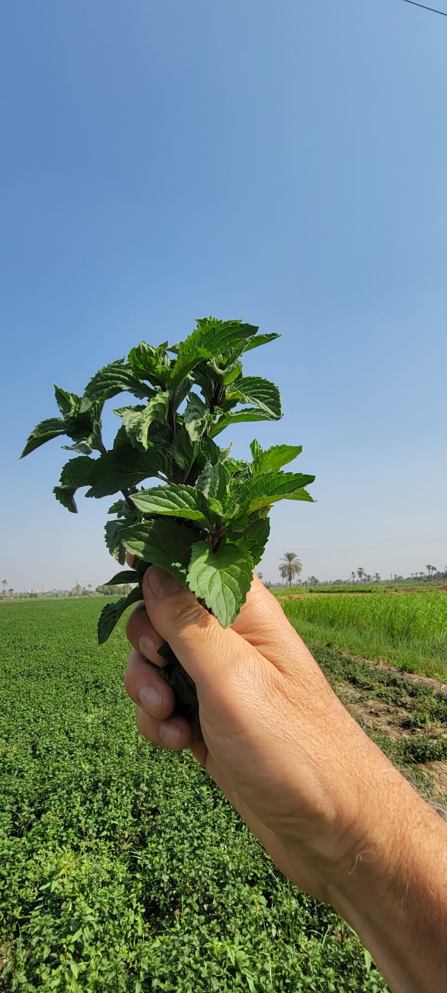 2. Premium peppermint leaves