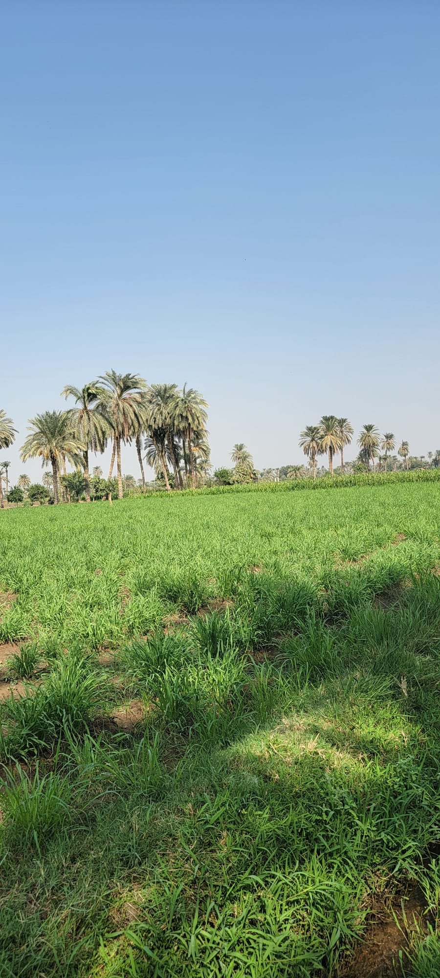 3. Lemongrass: fully grown field